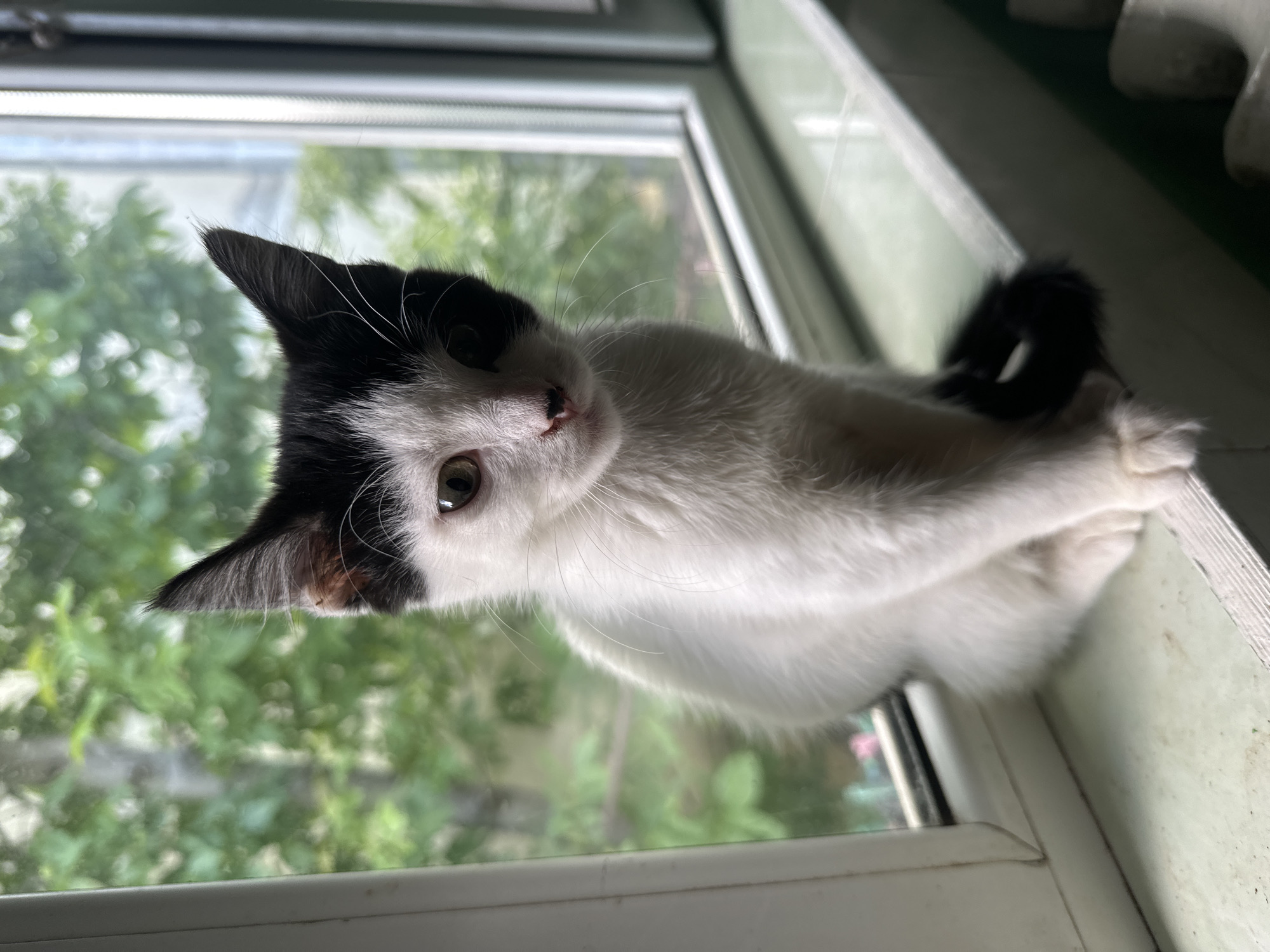 A black and white kitten is sitting on a windowsill. The kitten has white fur with black patches on its ears and head, and a black tail. It is looking directly at the camera with large, curious eyes. The windowsill appears to be made of painted wood or plastic and shows some signs of wear. Behind the kitten, a window looks out onto a blurry green background of trees and foliage, suggesting an outdoor, possibly residential, setting. The light is soft, indicating it could be daytime. The image does not contain any information related to the city of Comrat, Moldova.