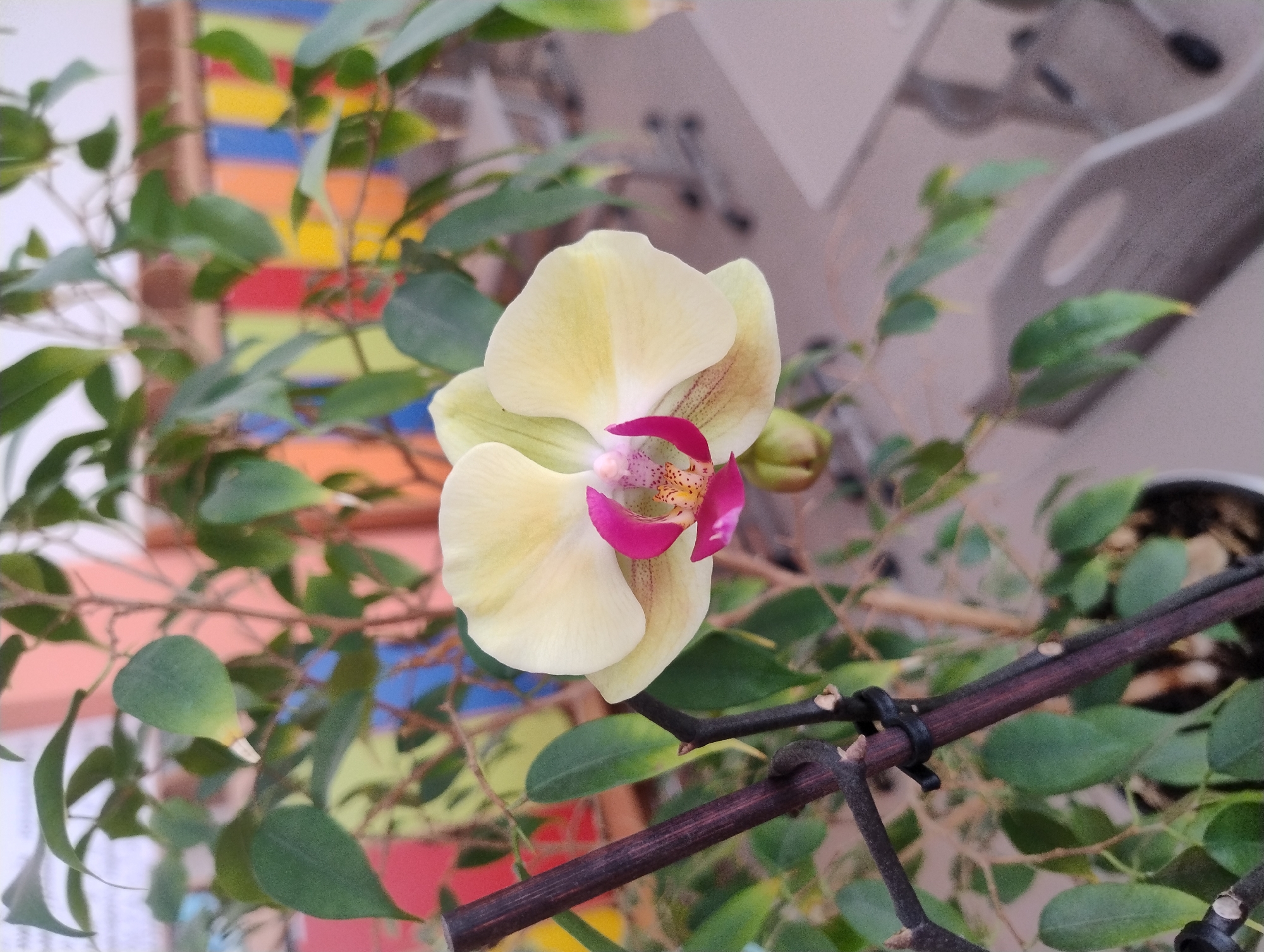 A close-up, slightly off-center, eye-level shot focuses on a pale yellow orchid with a magenta and pink center. The orchid is in bloom, with one prominent flower and a bud visible. The flower's petals are soft yellow with faint brown veining on the lower petals. The center of the orchid features vibrant pink and magenta hues with speckled detailing. The orchid is supported by a dark, woody stem. Behind the orchid, a green plant with oblong leaves is visible, some leaves appearing slightly yellowed at the tips. The background is out of focus, showing a wall with vertical stripes of various colors, including pink, orange, yellow, green, and blue. In the further background, two blurred-out tables and chairs are faintly discernible. The overall lighting is soft and diffused. The image appears to be taken indoors, possibly in an educational or communal space. The location is Unknown, Unknown.