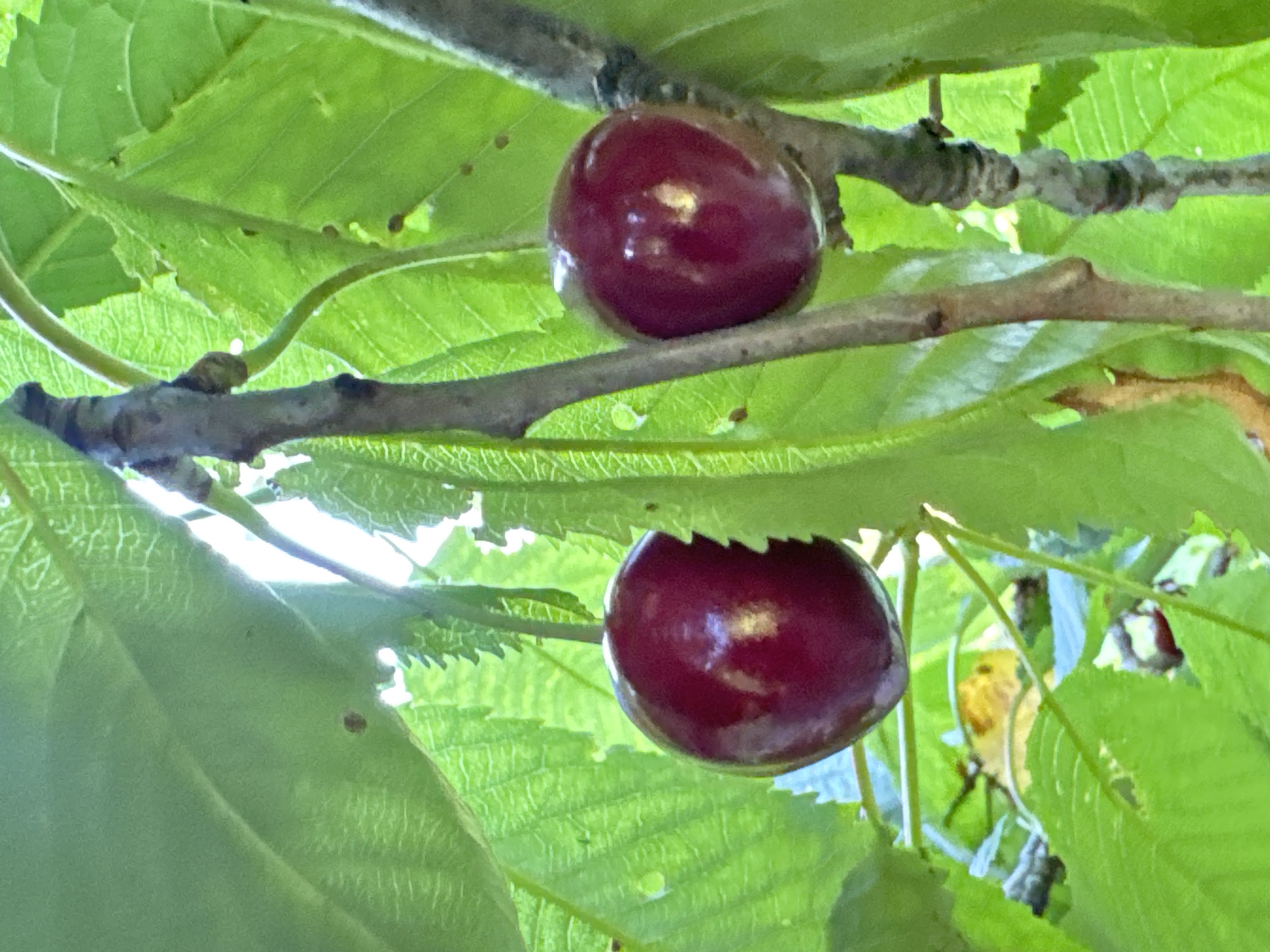 This is a close-up, eye-level, outdoor, vertical shot of two ripe cherries hanging from a branch amidst vibrant green leaves. The cherries are a deep, glossy red, with subtle highlights indicating a smooth surface. The branch they hang from is brown and textured, with one stem clearly visible connecting to the left cherry. The background is filled with soft-focus green foliage, with areas of bright sky peeking through the leaves, suggesting it is daytime and sunny. There is no indication of people, animals, or human-made structures in the immediate vicinity. The scene is natural and appears to be a close-up of a cherry tree.