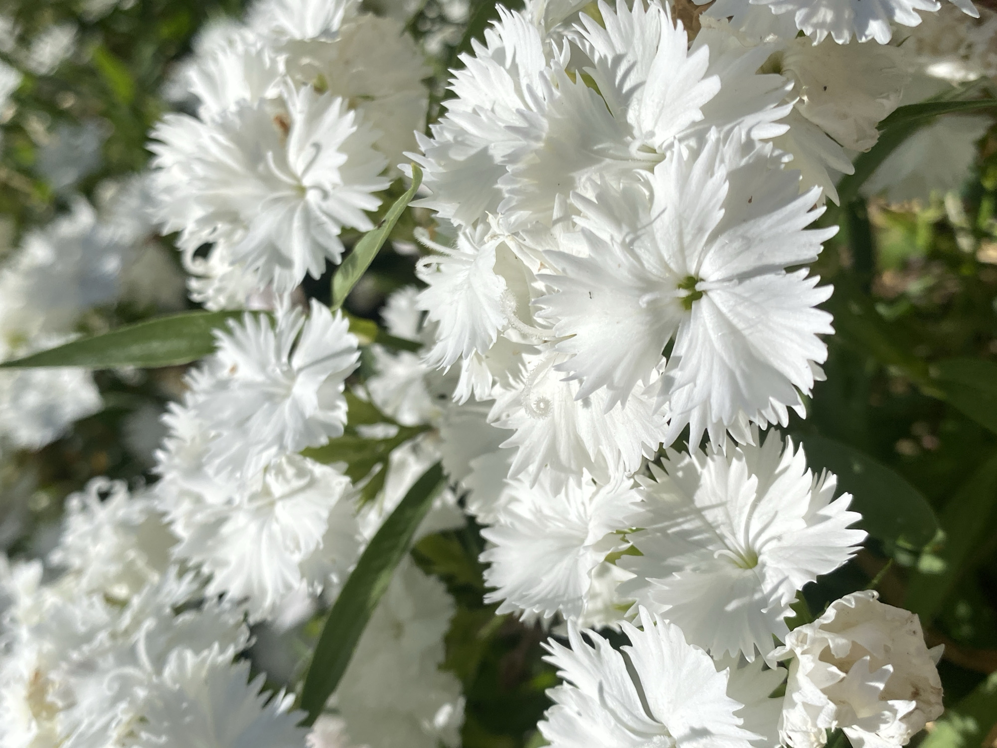 A close-up, brightly lit shot shows a cluster of white flowers with fringed petals and green leaves. The location is unknown. No people are visible.