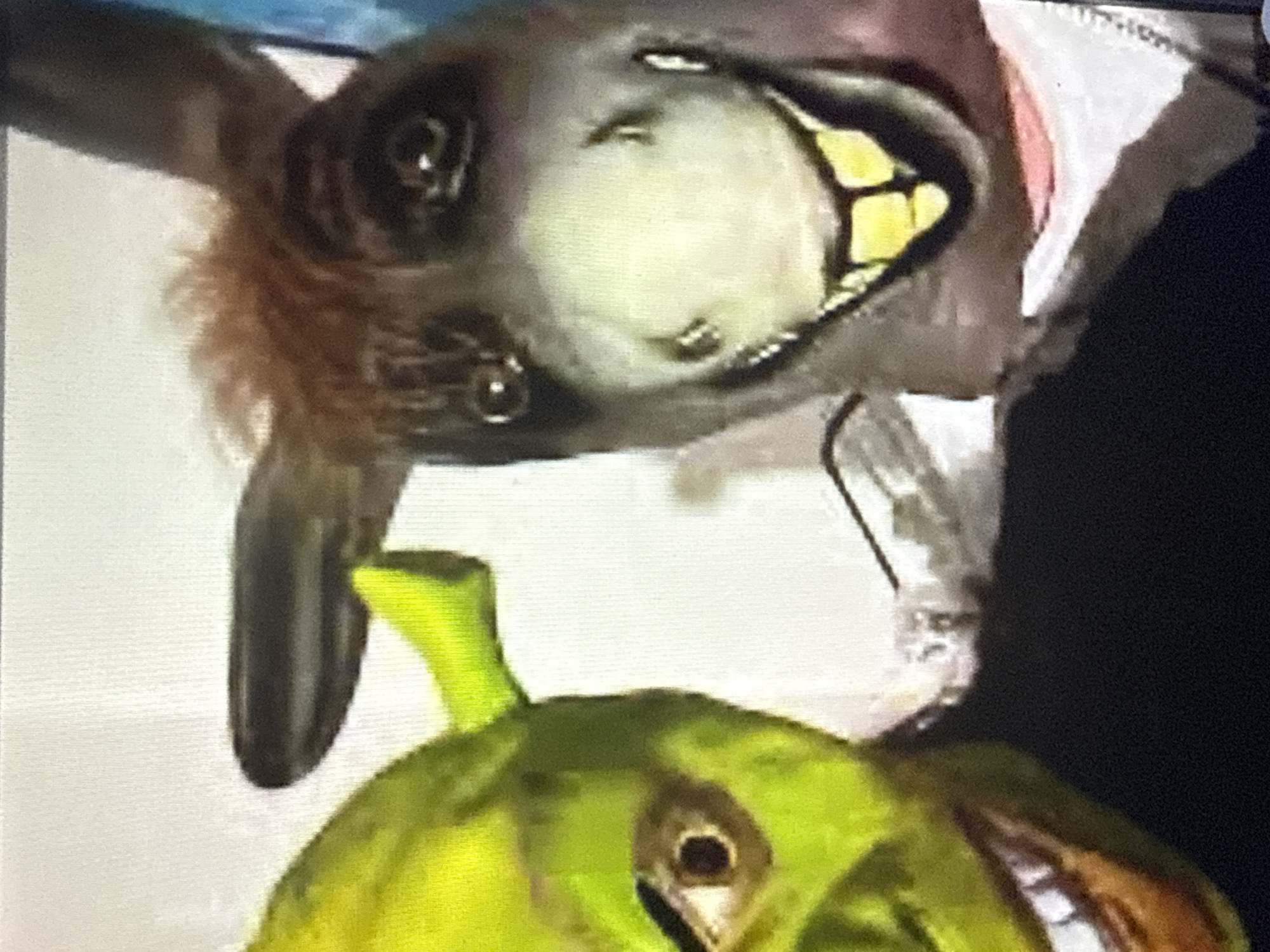 The image shows two masks, one of Shrek and one of Donkey, positioned side-by-side. The Shrek mask is on the left, and the Donkey mask is on the right. Both masks are in close-up. The background is blurry and appears to be a white or light-colored wall with some dark elements. There is no indication of the city of Tbilisi, Georgia, in the image.