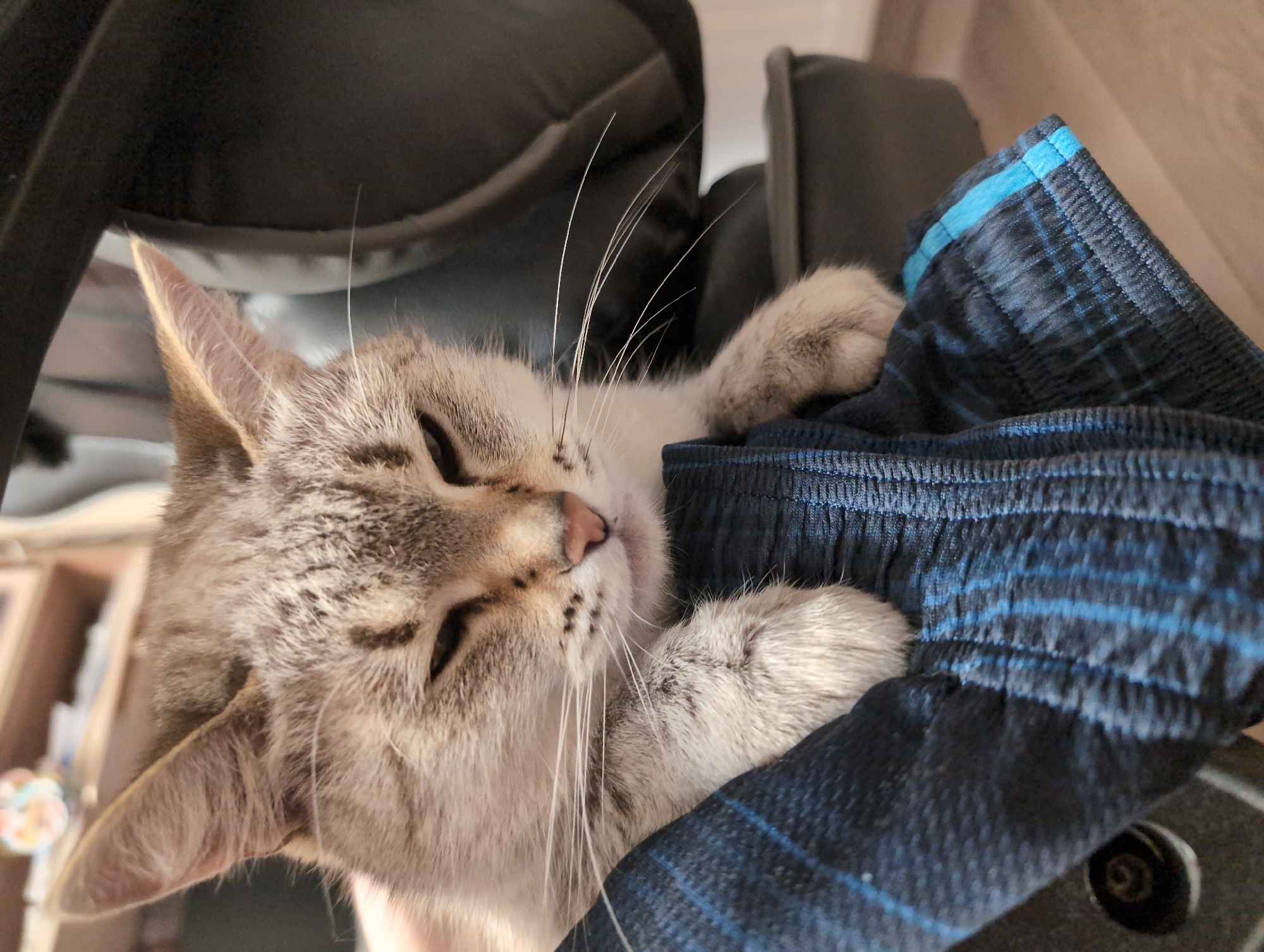A light gray and brown tabby cat is sleeping. The cat is resting on a pair of dark blue plaid pants with a blue waistband. The cat's paws are clutching the pants. The background includes a black office chair. The location and city of Izhevsk, Russia cannot be determined from the image.