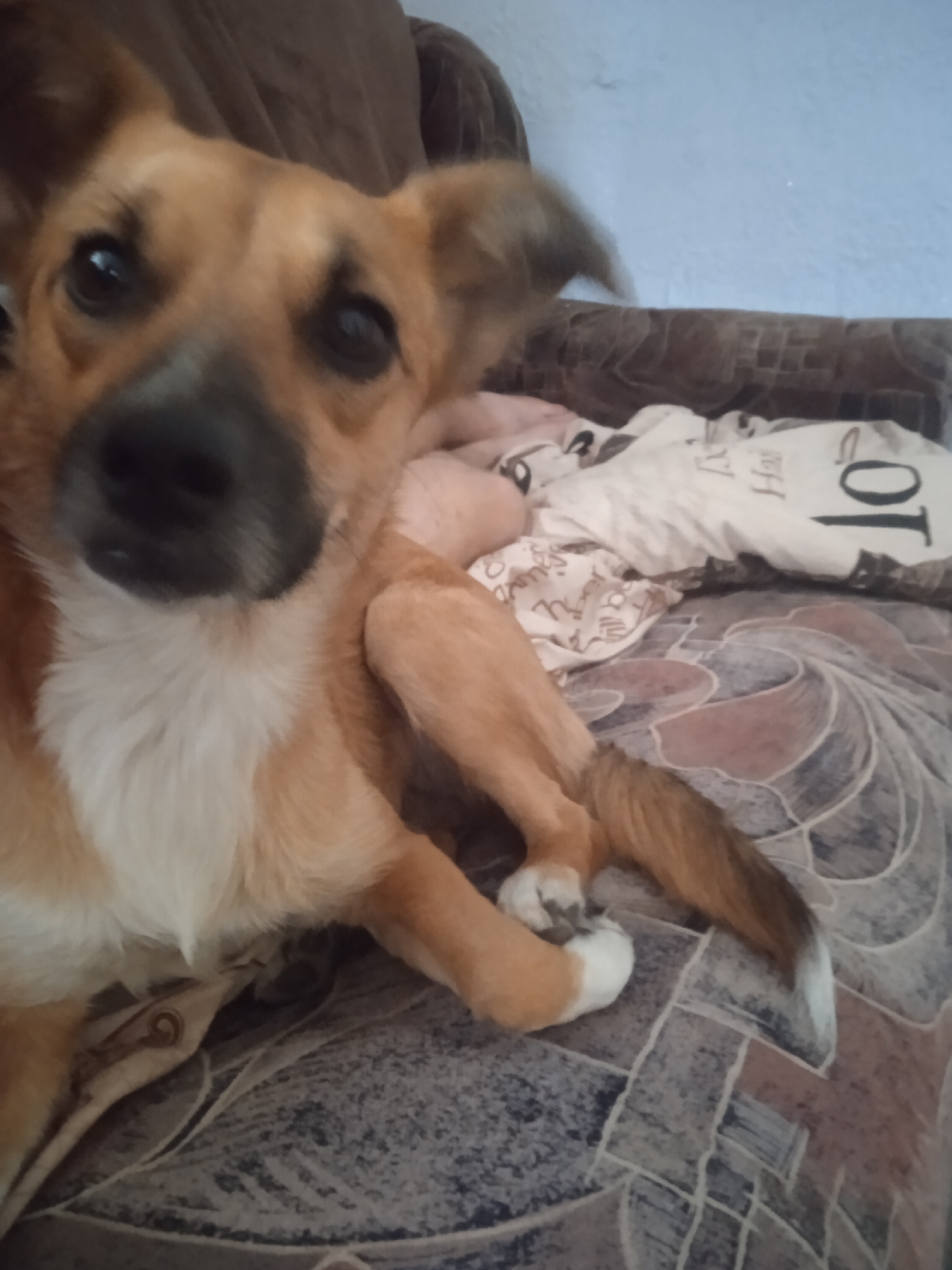 A medium-sized, short-haired dog with tan and white fur is lying on a patterned sofa. The dog's head is tilted and it is looking directly at the camera with its ears perked up. The sofa has a brown and tan geometric pattern. A white duvet with black lettering and some pink floral patterns is visible on the right side of the sofa. The background shows a brown upholstered chair and a light blue wall. The scene appears to be indoors, likely in a residential setting in Shupyky, Ukraine.