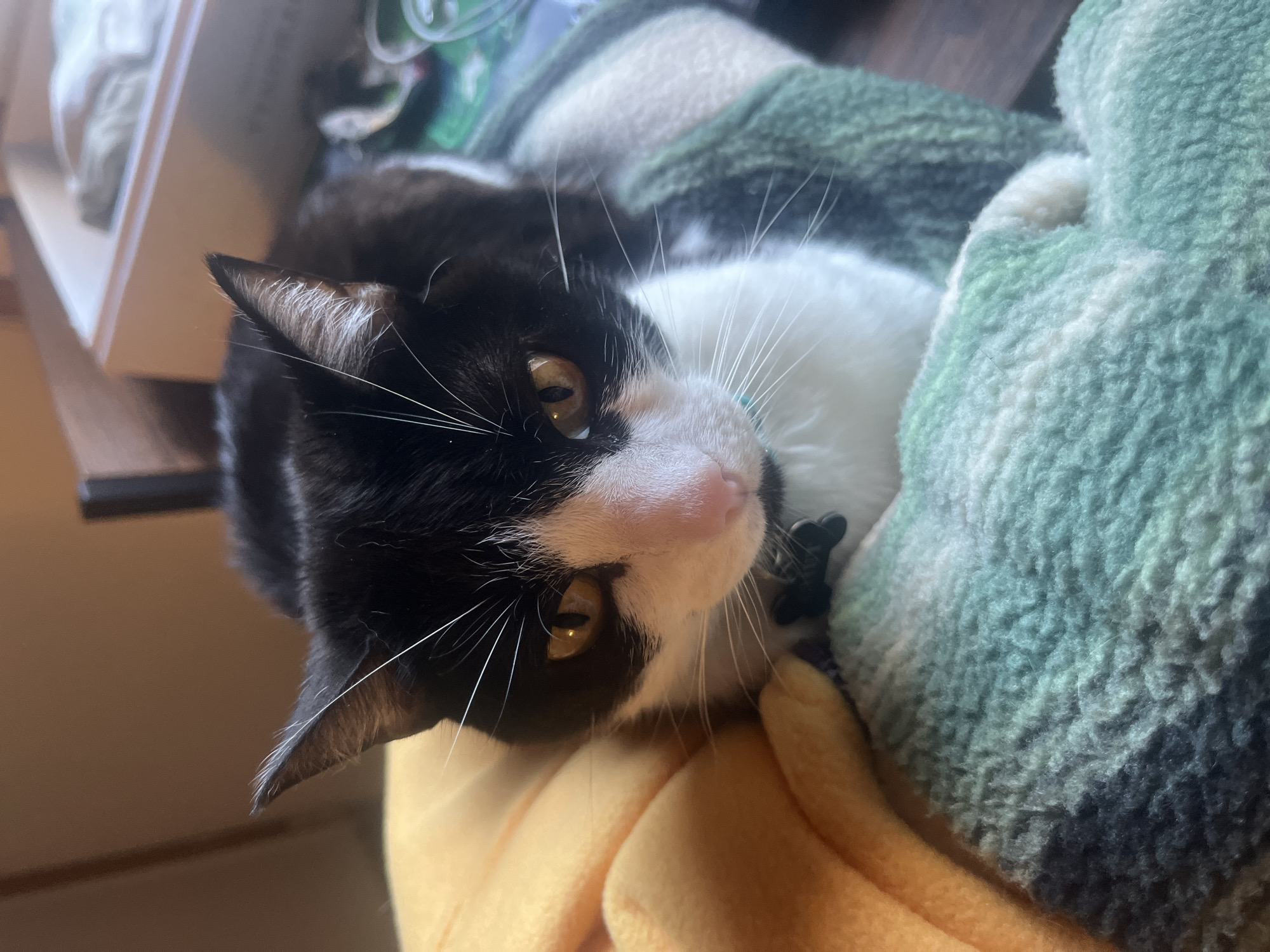 A black and white cat with a pink nose lies on a yellow blanket. A green blanket is partially visible behind the cat. The location is not discernible from the image.