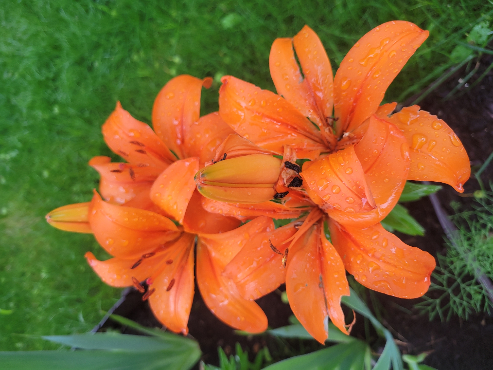 This is a close-up, high-angle shot of two vibrant orange lilies with water droplets on their petals, set against a blurred green background of grass and foliage. The lilies are in full bloom, with their stamens and pistils visible. One lily is slightly out of focus in the upper portion of the frame, while the other, more detailed lily, occupies the lower and central part of the image. The overall impression is one of a garden scene after rain. The specific location in Pushkin, Russia is not discernible from the image itself.