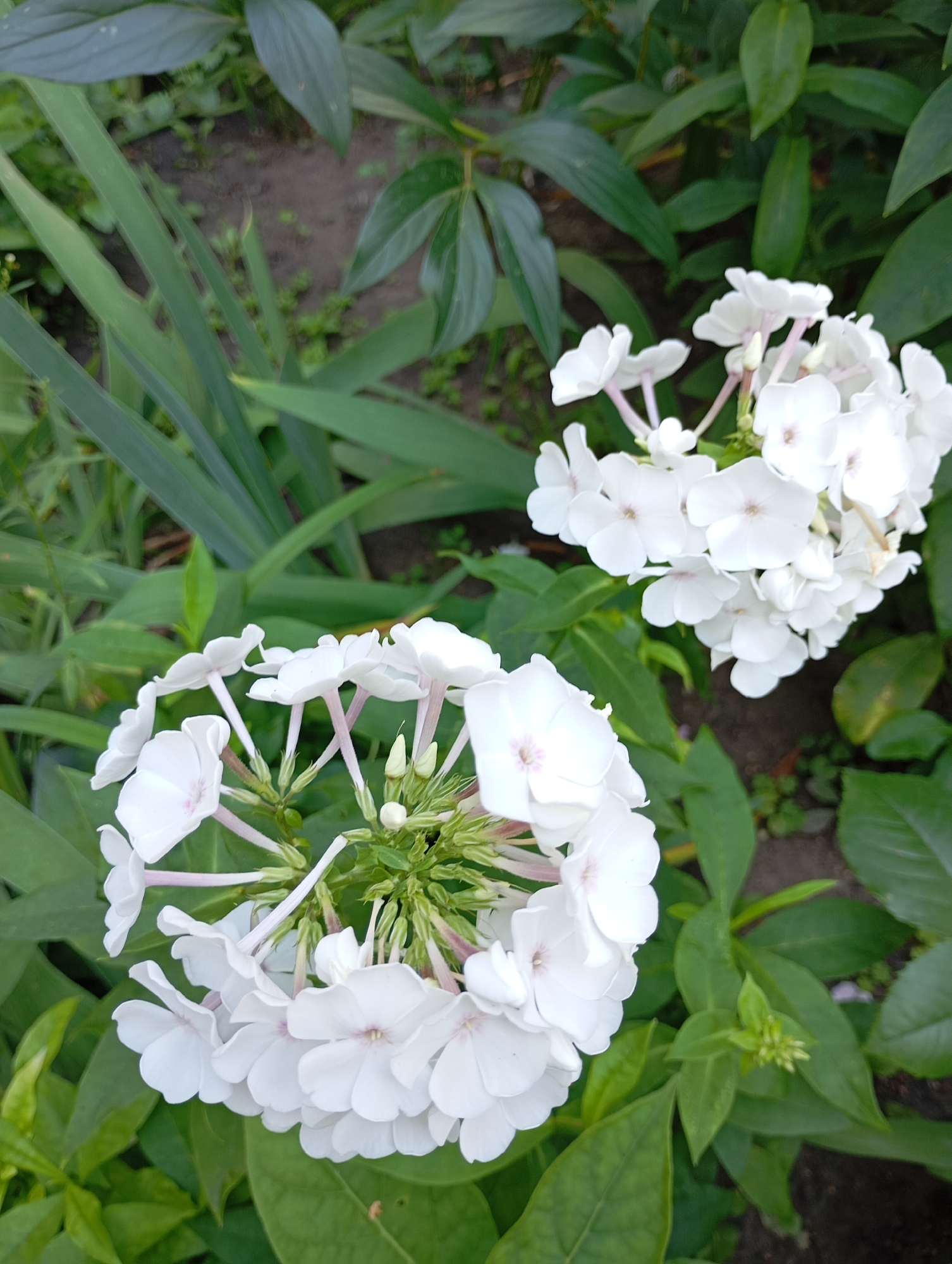 The image shows a close-up, eye-level view of two clusters of white phlox flowers with green foliage and dark soil in the background. The flowers are in focus, with individual petals and delicate pink stems visible. The foliage is lush and green, providing a natural backdrop. The soil appears to be a typical garden or park soil. There are no people or animals present in the image. The lighting suggests it is daytime, possibly late afternoon due to the soft light. There are no discernible man-made structures or urban elements that would definitively place the scene within Kharkiv, Ukraine. The scene depicts a common natural setting, such as a garden, park, or flower bed, that could be found in many locations.