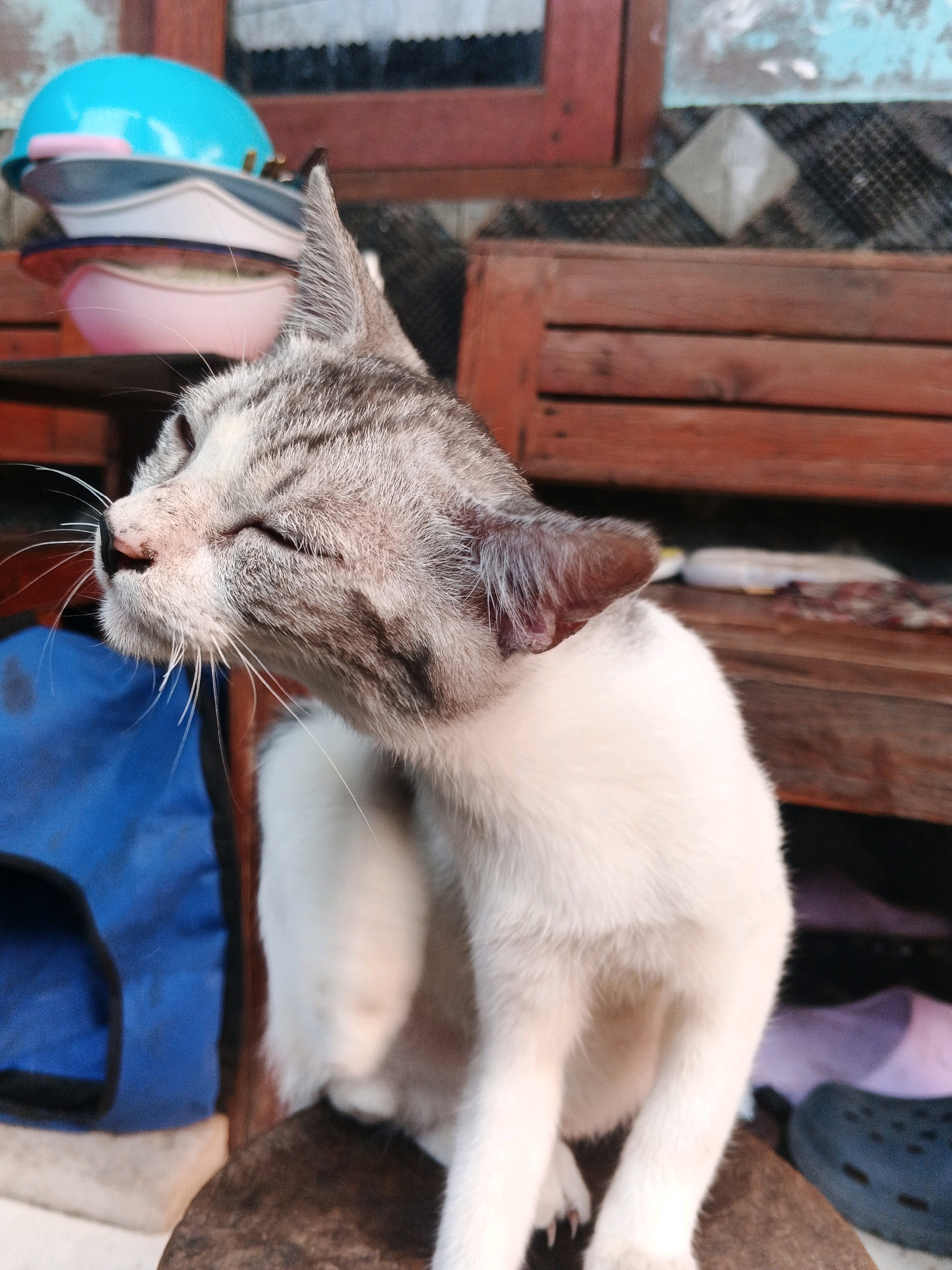 In Kadu, Indonesia, a domestic cat with white and grey tabby markings is captured mid-scratch in an outdoor setting. The cat is positioned on a dark-colored, textured surface, likely a stool or bench. Its right paw is raised, actively scratching its face, and its eyes are mostly closed. The background reveals a rustic environment with wooden furniture, including chairs and shelves. On one of the shelves, several stacked bowls are visible, the topmost being a bright blue bowl with a pink trim. A blue bag is also present to the left of the cat. The lighting suggests it is daytime, casting soft shadows.