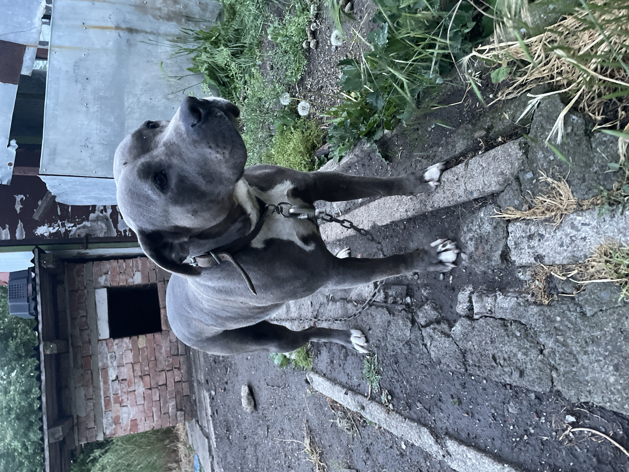 A gray pitbull-type dog with white paws is chained in an outdoor area. The dog is wearing a collar and chain. The ground is concrete with cracks and patches of dirt and weeds. In the background, there is a dilapidated brick structure with an open window and a gray corrugated metal wall. The scene appears to be a yard or alleyway. The specific location in Burgas, Bulgaria cannot be determined from the visual information provided.