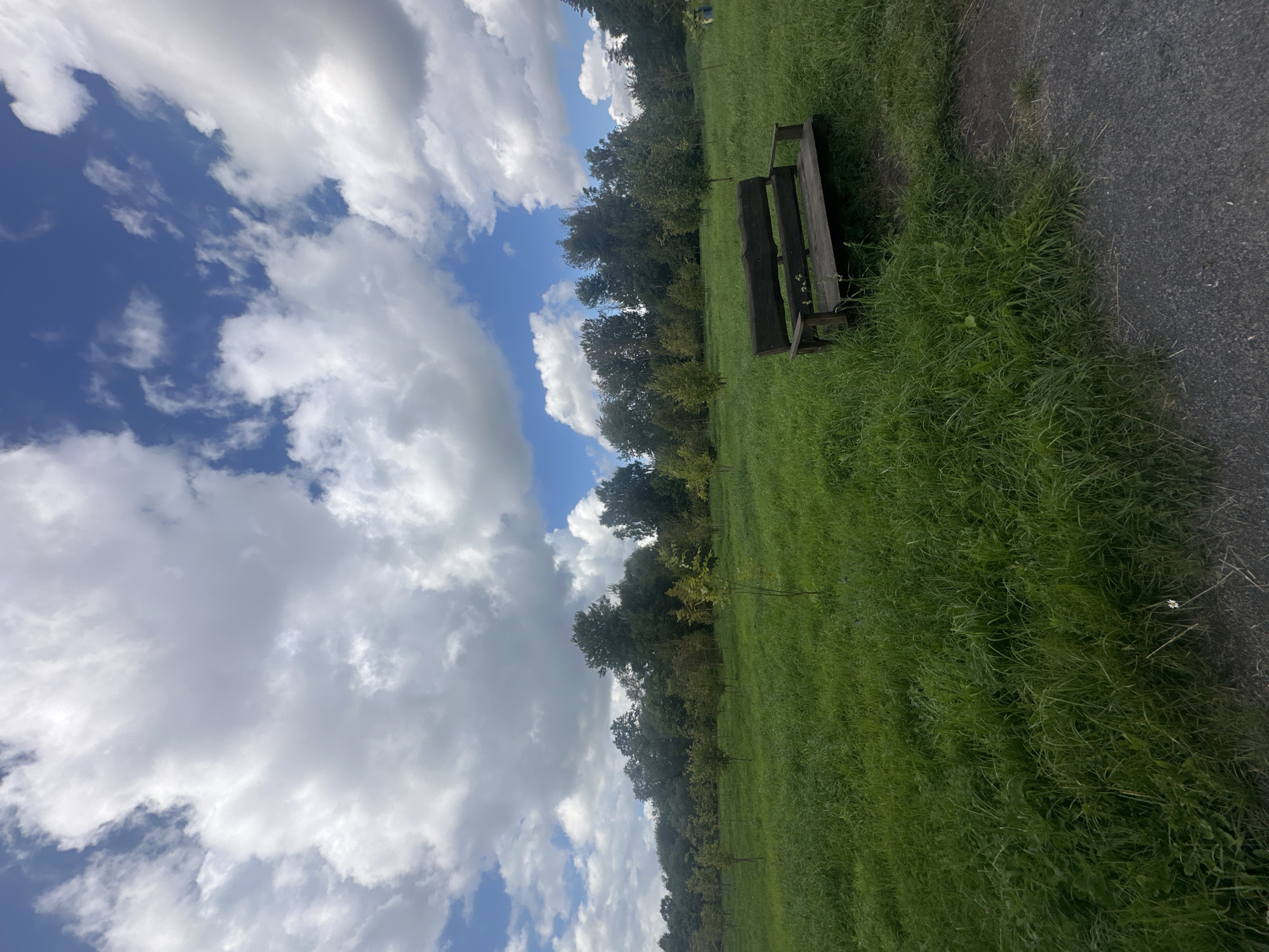 An eye-level, medium shot captures a grassy field with scattered young trees and a wooden bench. The sky above is partly cloudy, with large white cumulus clouds against a blue background. The field is lush and green, with taller grass in the foreground. A dark gravel path is visible on the right side of the frame, leading away from the bench. The bench is made of dark wood and appears weathered. The scene suggests a park or a natural area, likely located outside of a dense urban environment.