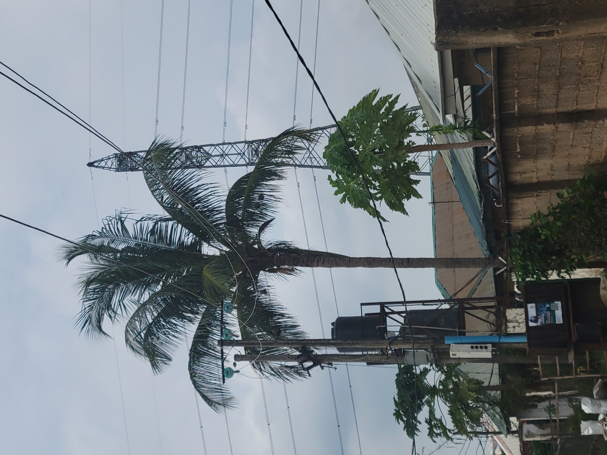The image depicts an outdoor scene in Suleja, Nigeria. In the foreground, a tall palm tree with a thick trunk and long fronds dominates the left side of the frame, its leaves rustling in what appears to be a breezy atmosphere. To the right of the palm tree, a smaller tree with broad, lobed leaves, possibly a papaya tree, is visible.
Behind the trees, a complex network of high-voltage power lines stretches across the sky, supported by a lattice tower in the background. These power lines are a prominent feature, crisscrossing the frame.
On the right side of the image, a building with a textured concrete wall and a corrugated metal roof is partially visible. Mounted on a pole near the building are several objects, including a large black water tank. A metallic structure, possibly part of the building's exterior, is also present.
The sky is overcast, suggesting a cloudy day. The overall impression is one of an urban or semi-urban environment with a mix of natural elements and electrical infrastructure. There are no people visible in the image. No discernible text is present. The image appears to be taken from a low angle, looking upwards.