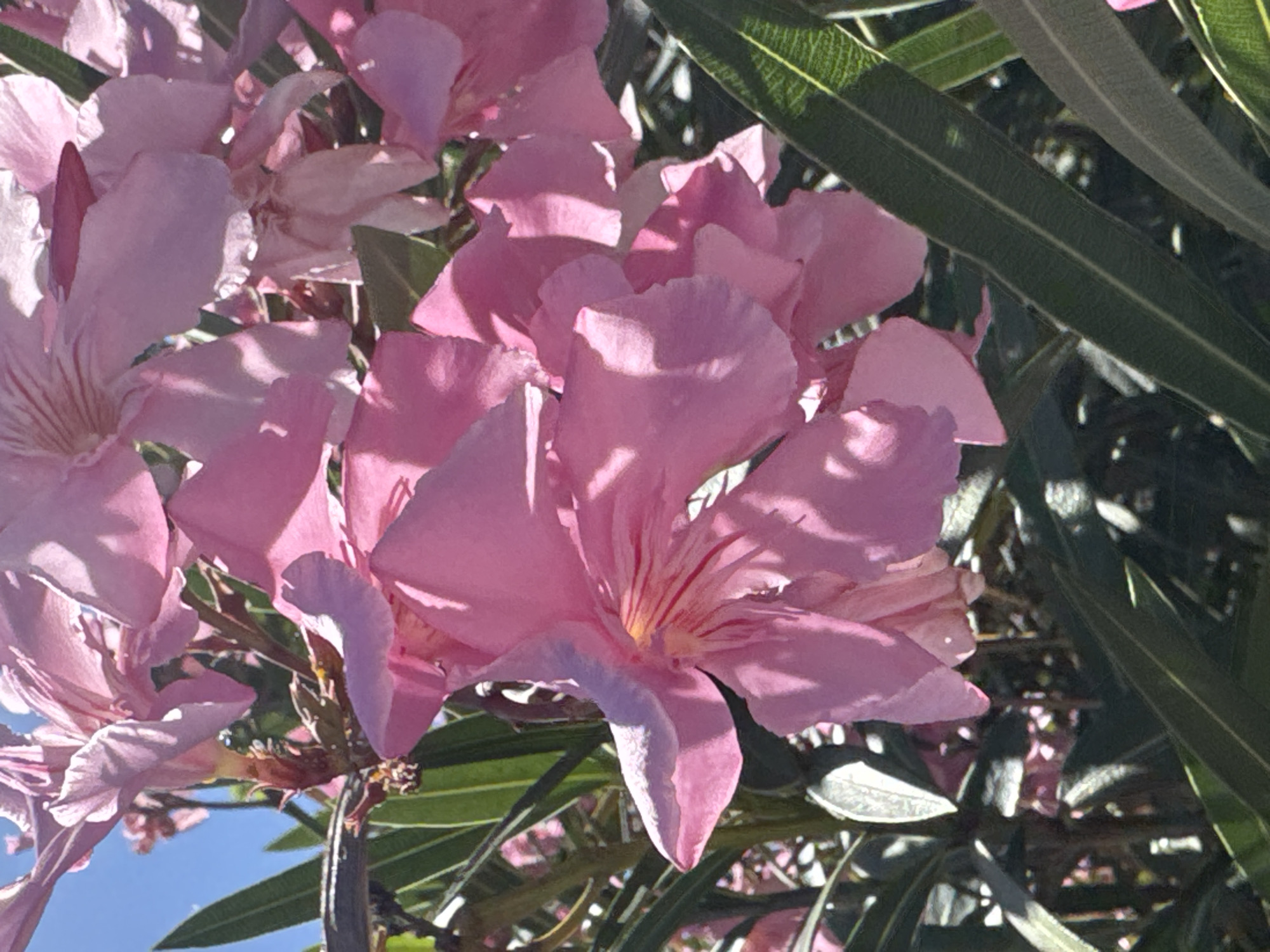 The image shows a cluster of pink oleander flowers with green leaves. The flowers are in various stages of bloom, with some fully open and others still budding. The leaves are long, slender, and a dark green color. The flowers are in the sunlight, and the shadows create a dynamic interplay of light and dark. There are no people or other objects visible in the image. The location is Unknown, Unknown.