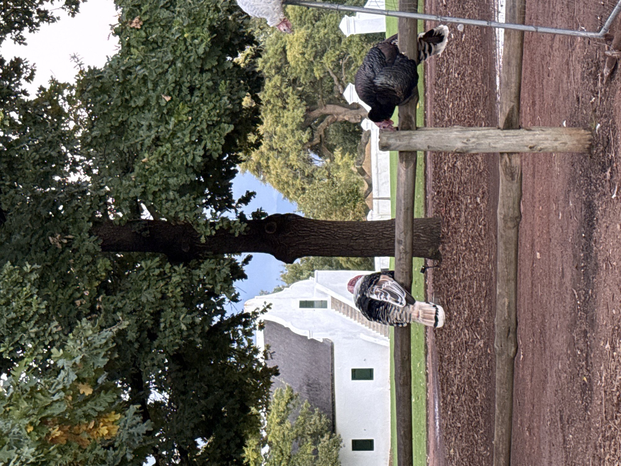 This outdoor image, rotated clockwise, features three turkeys, a large tree, and a white architectural building, set in what appears to be a rural or estate environment.
Three turkeys are prominent subjects. A dark-feathered turkey with a reddish head is perched on a tall, rustic wooden fence post in the upper right. Below it, a multi-colored turkey, exhibiting black, white, and brown plumage with a reddish head, rests on a lower wooden fence post. A white turkey is partially visible at the top, near the fence line.
A substantial, mature tree with dense green foliage and a thick visible trunk dominates the left side of the frame. Bright blue sky can be seen through gaps in the tree's canopy. A wooden fence, constructed with sturdy posts and horizontal rails, stretches across the mid-ground. The ground to the right of the fence is covered in reddish-brown mulch or dry earth, while a strip of green grass is visible on the left.
In the background, a distinct white building with ornate gables and a dark, possibly thatched, roof stands out. Its architecture, characterized by its traditional design and dark green rectangular windows, strongly suggests the Cape Dutch style, aligning with the provided location context of Drakenstein Nu, South Africa. The scene is illuminated by bright daylight, indicating clear weather. No visible text is present in the image.