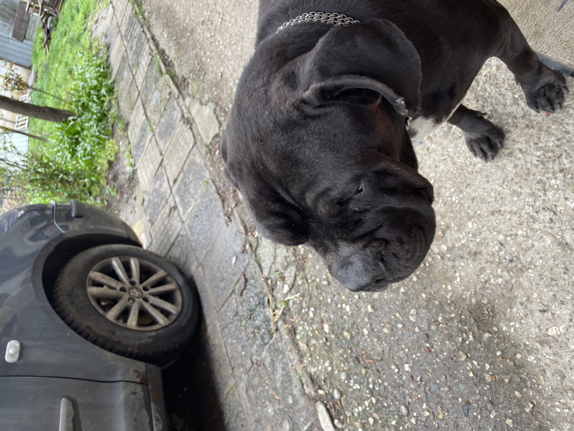 The image features a black Cane Corso dog wearing a silver chain collar, positioned in front of a gray car. The location appears to be an outdoor space with paving stones and grass. Due to the limited visual information, confirmation of its location being Sofia, Bulgaria cannot be validated.