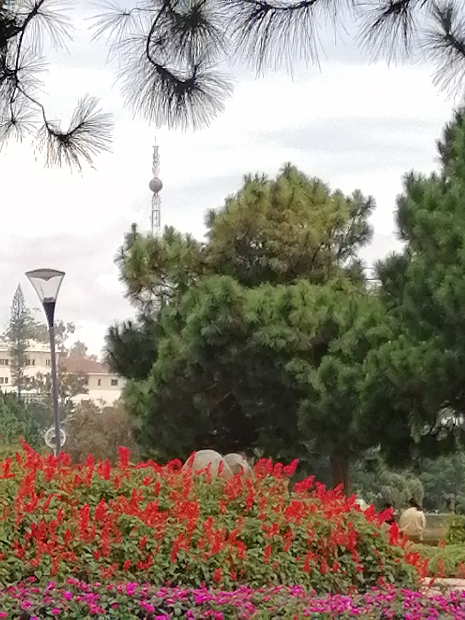In the foreground of this image, a vibrant display of red flowers and pink flowers creates a lush bed. Behind the flowers, large green trees dominate the midground, with a prominent streetlamp on the left side. In the background, buildings and a tall tower are visible under a cloudy sky. A person is seen in the distance, facing away from the camera, near the right side of the image. The overall setting appears to be a park or garden within a city. The location in Da Lat, Vietnam is not discernible from the visual information provided in the image.