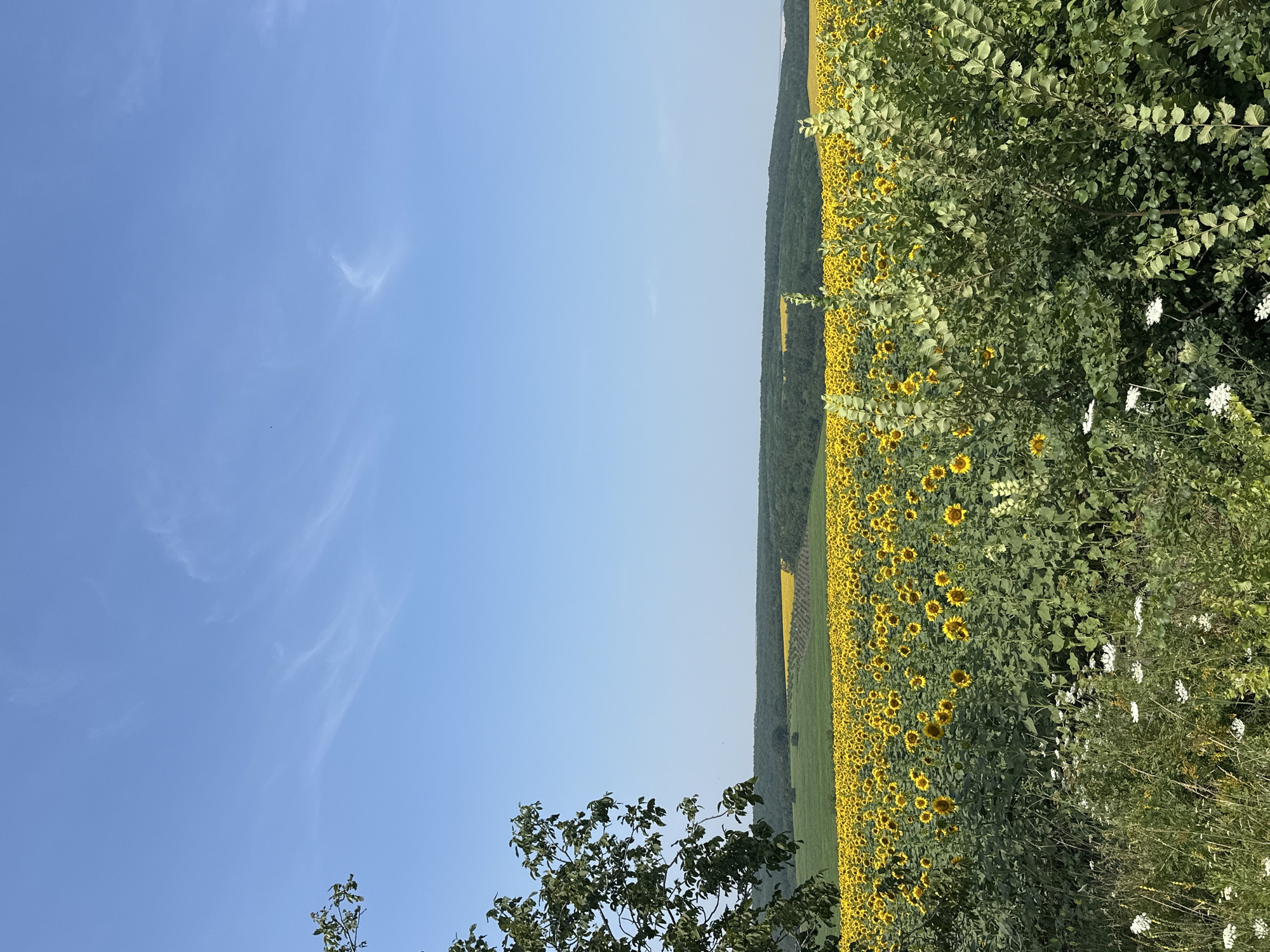 The image depicts a vast field of sunflowers under a clear blue sky with wispy clouds. In the foreground, there is an abundance of green foliage and white wildflowers. A large tree branch extends into the upper left corner of the frame. In the background, rolling hills covered in dark green trees form a treeline that separates the sunflower field from the sky. The sunflower field stretches across the landscape, with some distant fields of yellow visible on the horizon. The scene appears to be a rural landscape in Piscărești, Moldova, characterized by its agricultural beauty and natural scenery. There are no people or animals visible in the image.