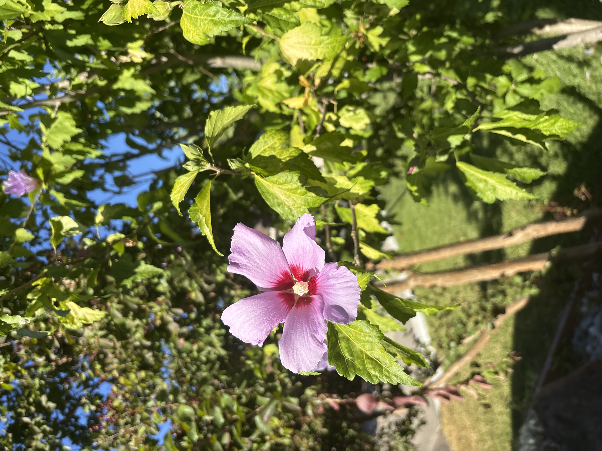 An outdoor, eye-level shot focuses on a light purple hibiscus flower with a pinkish-red center. The flower has five petals and is in full bloom. It is surrounded by green leaves and branches, with a hint of blue sky visible in the background. The lighting suggests it is daytime, with sunlight illuminating the flower and foliage. The scene appears to be in a garden or yard setting.