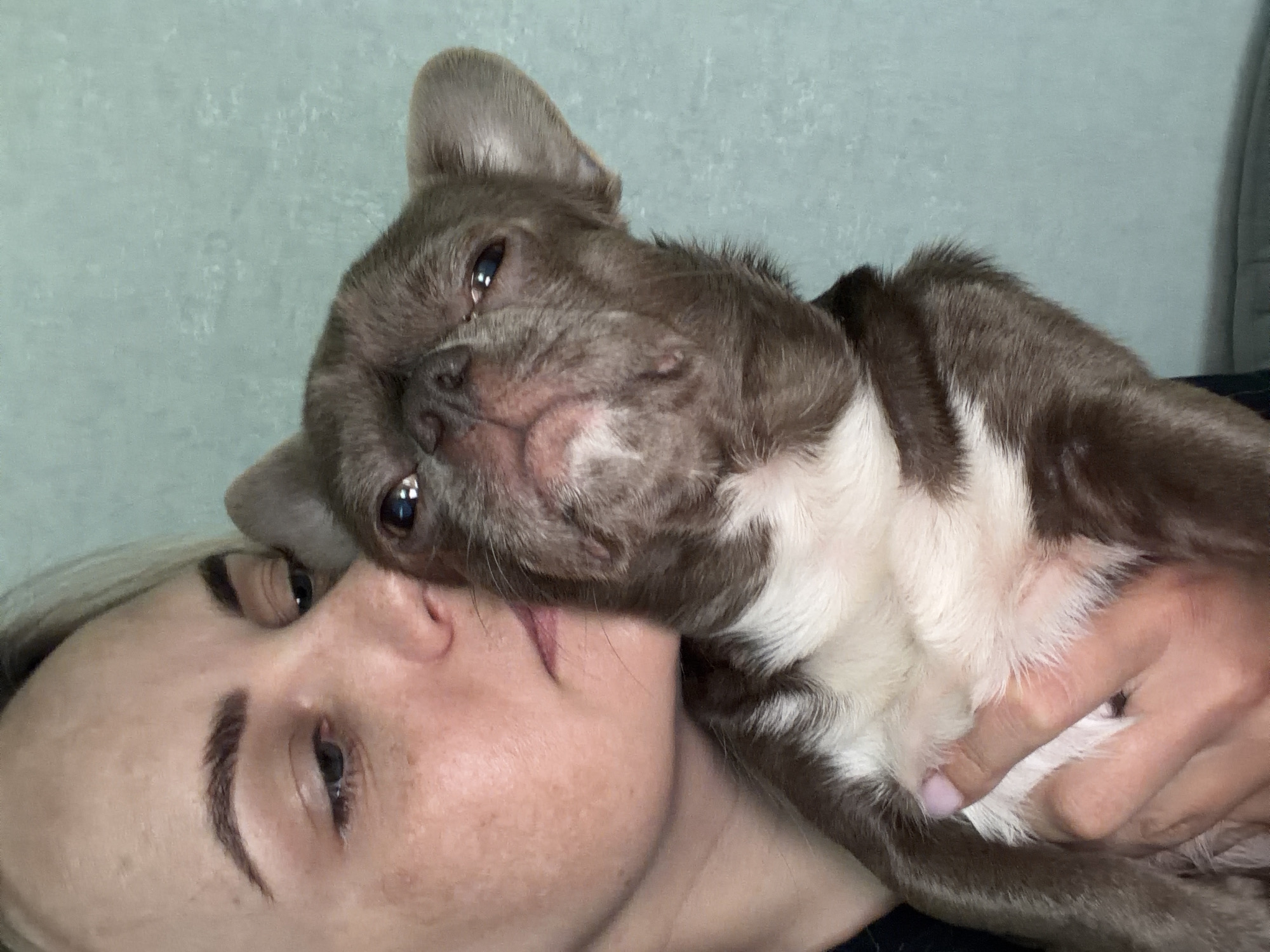 A woman with light blonde hair is lying down and holding a brown and white French Bulldog. The dog's head is resting on the woman's face. The background is a light teal-colored wall. No details indicate the location is Votkinsk, Russia.