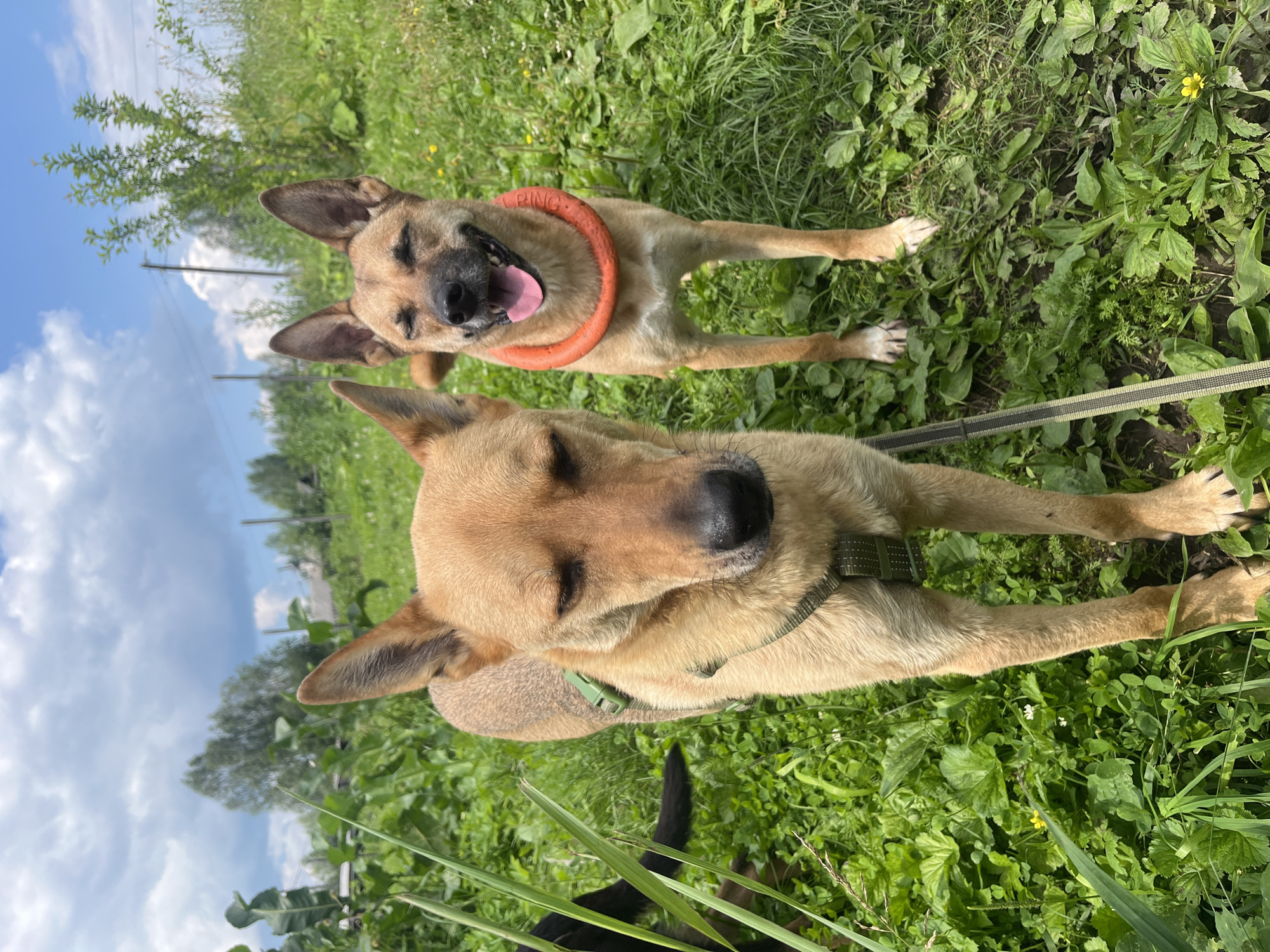 Two tan dogs stand in a grassy outdoor area with a slightly cloudy blue sky. The dog in the foreground is facing the camera with its eyes closed, and a green harness is visible. The dog in the background is also facing the camera, with its mouth open and tongue out, wearing an orange ring toy around its neck. There is lush green vegetation and some trees in the background, suggesting a park or a rural setting. The presence of overhead wires and some structures in the distance could indicate proximity to a residential area. No specific landmarks or identifying features of Nizhny Tagil, Russia, are discernible in the image.