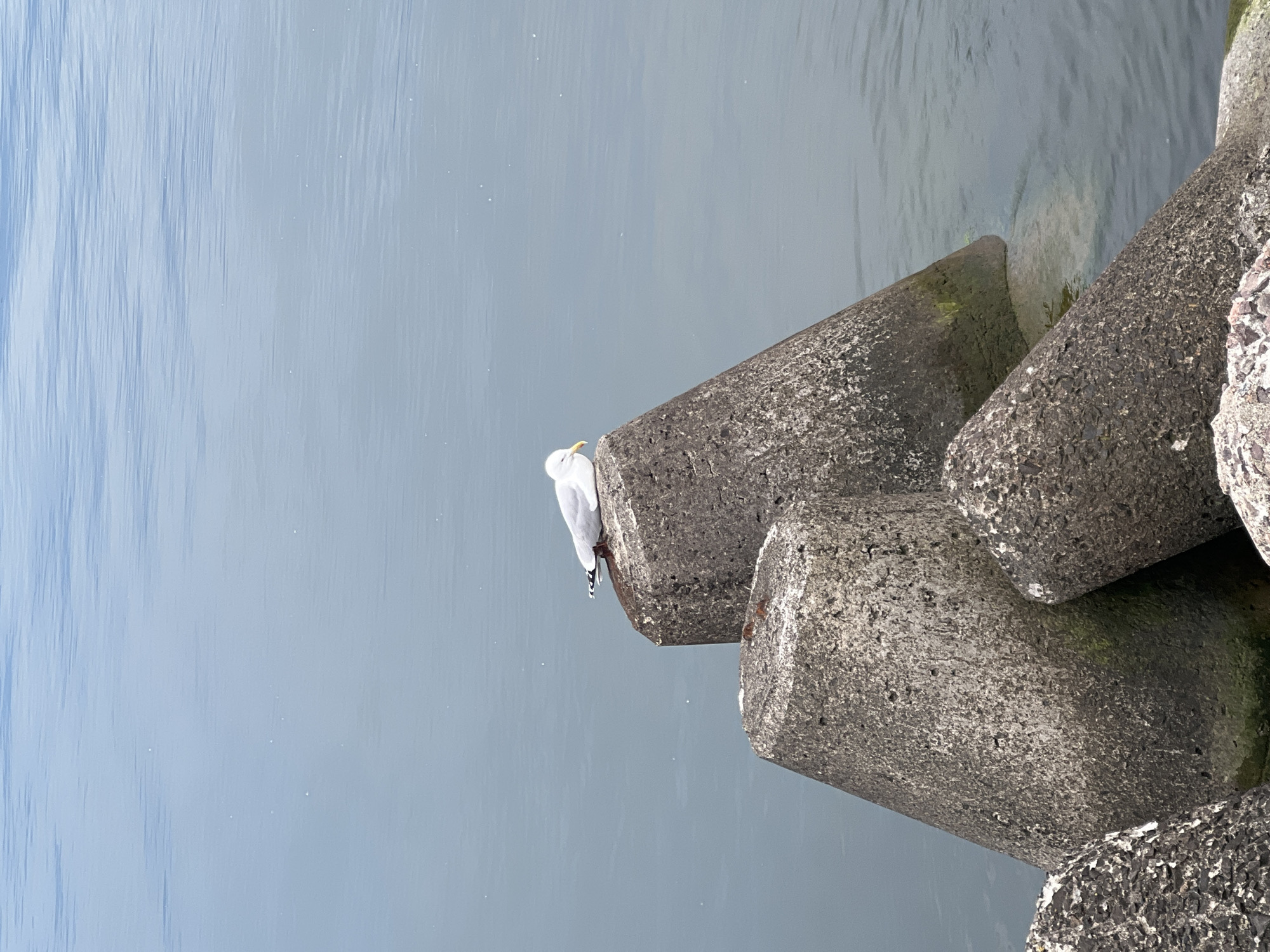 A seagull rests on top of a large, weathered concrete tetrahedron, which is partially submerged in calm, light blue water. The tetrahedron is one of several similar concrete structures arranged in a breakwater formation along a coastline. The water appears still with a gentle ripple pattern. The sky is not visible, but the ambient light suggests an overcast or bright day. The concrete structures are rough in texture and show signs of age and weathering, with some patches of moss or algae visible on the submerged parts. The scene is tranquil and focuses on the natural elements of the sea and the man-made structures designed to protect the shore. The location is identified as Baltiysk, Russia.