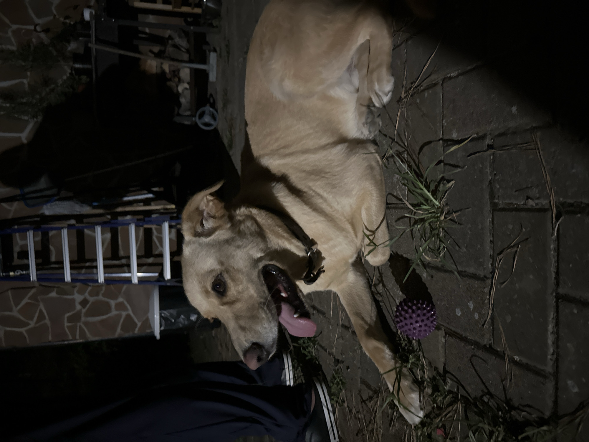 A light-colored dog with its tongue hanging out lies on a brick patio at night. A small purple spiky ball is near the dog's front paws. To the left of the dog, a person wearing dark pants and white-striped shoes stands, their legs and lower torso visible. In the background, a stone wall with a ladder leaning against it is visible, as well as a trash can. The setting appears to be an outdoor area at night, possibly a backyard or patio. The context does not specify the city of Sochi, Russia.