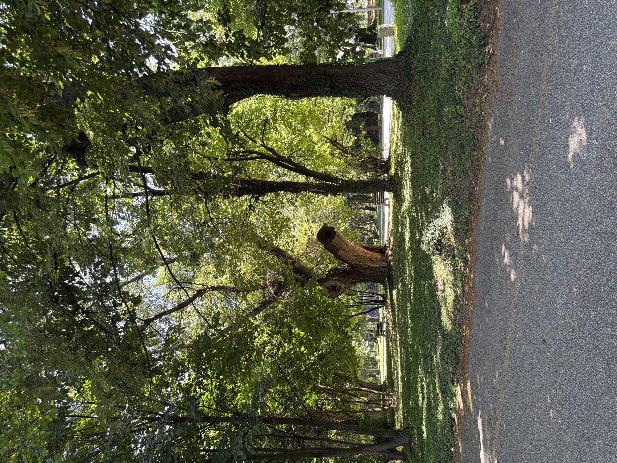 The image depicts a tranquil park scene, likely located in Pazardzhik, Bulgaria, on a sunny day. In the foreground, a grey asphalt path is visible, casting dappled shadows from overhead foliage. Beyond the path, a lush green lawn is covered with small, dense ground cover plants, dotted with fallen leaves and twigs.
Dominating the mid-ground are several large, mature trees with thick trunks and expansive canopies. The tree on the right is particularly striking, with a gnarled, ancient appearance and ivy climbing its trunk. To its left, a cluster of slender trees stands, their leaves catching the sunlight. In the background, more trees create a dense green backdrop, with glimpses of a clear blue sky peeking through.
Several park benches are strategically placed throughout the scene, suggesting a public recreational area. One bench is clearly visible in the mid-ground, facing away from the viewer, inviting repose. In the further background, more benches and what appear to be lamp posts can be discerned, hinting at a well-maintained park. The overall atmosphere is one of serene natural beauty, bathed in the warm glow of sunlight. There are no people visible in the image.