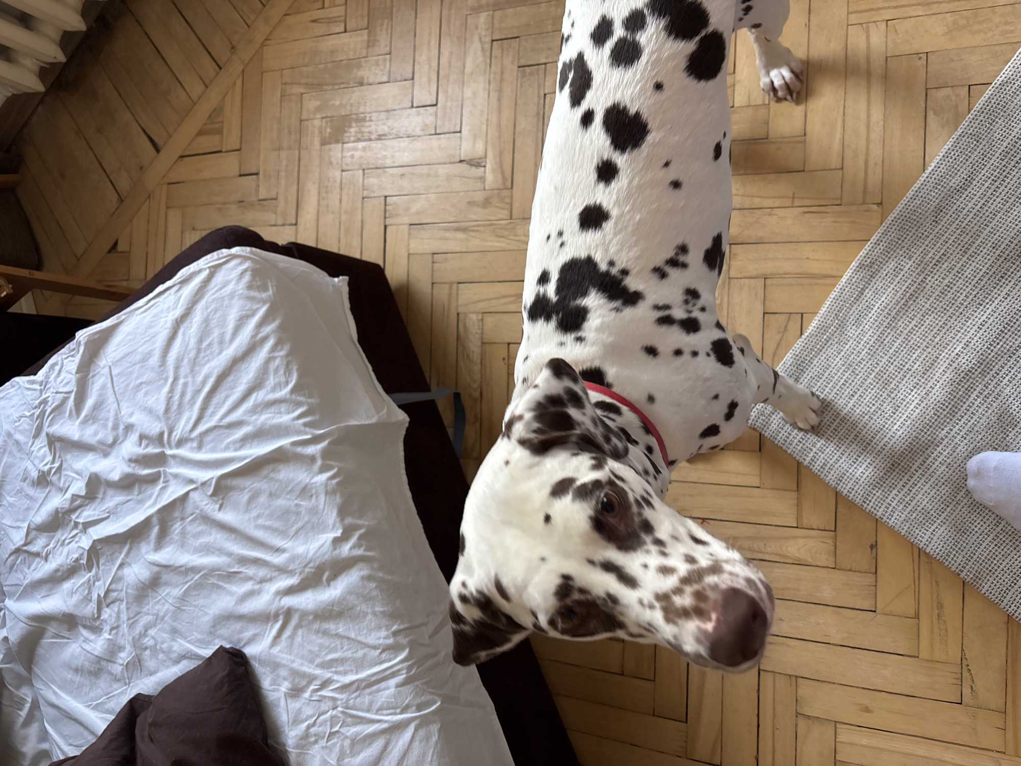 The image displays an indoor domestic scene in Moscow, Russia. A Dalmatian dog, white with brown (liver) spots, is depicted standing centrally on a light-colored wooden parquet floor laid in a herringbone pattern. The dog wears a red collar, and its head is slightly blurred as it looks directly towards the camera. Its front paws are positioned on a light grey, textured, rectangular rug, which extends diagonally across the lower-left portion of the frame. A human foot, encased in a light-colored sock, is visible on the rug in the lower-left corner. In the background, a bed with a dark brown frame and rumpled white sheets is partially visible, with a dark brown pillow resting on the left side.