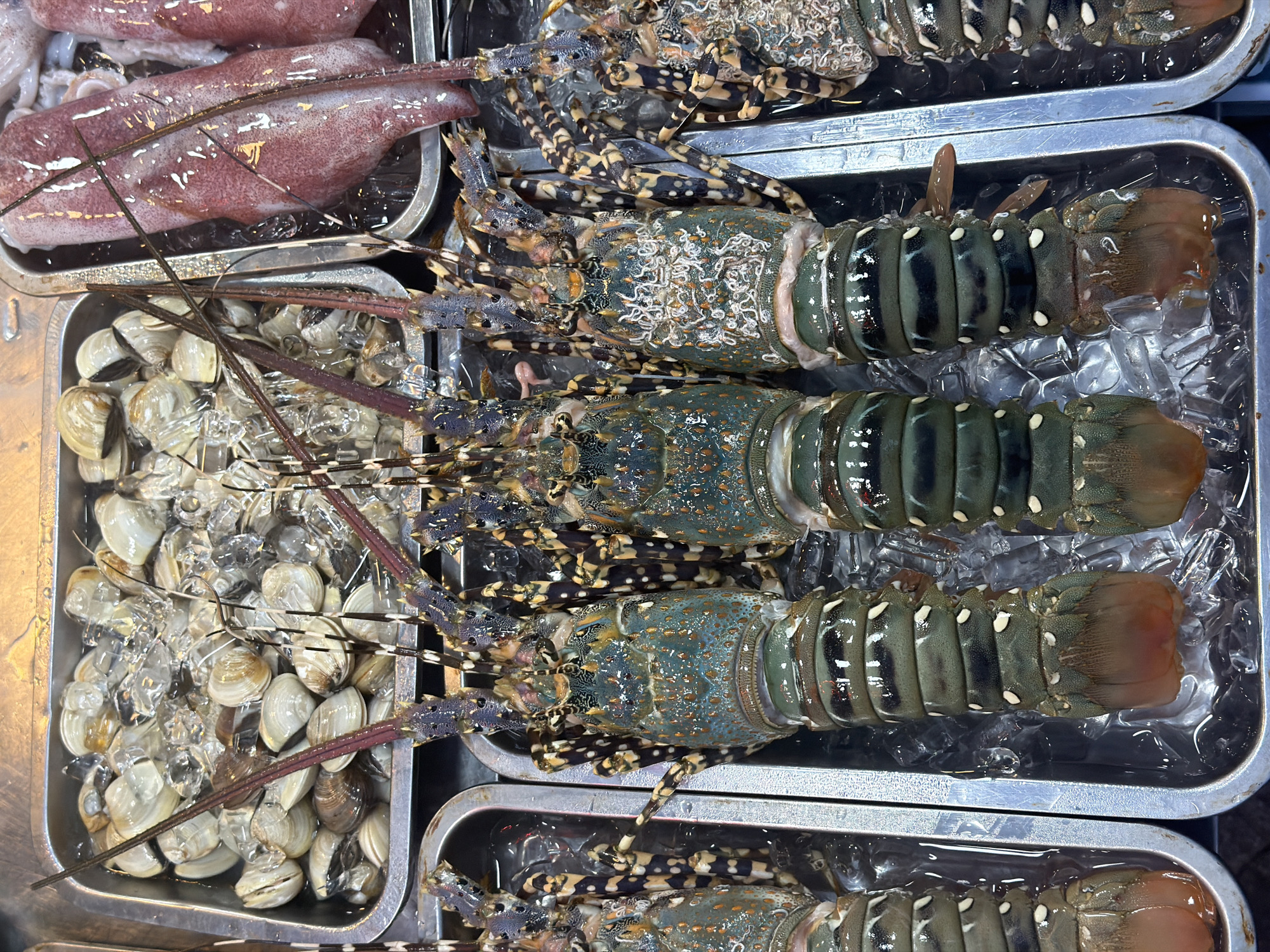 A high-angle shot reveals four stainless steel trays of seafood in Đà Nẵng, Vietnam. The top left tray holds pinkish-red squid. Adjacent to it is a tray with four spiny lobsters arranged vertically. The bottom left tray is filled with small clams on ice. The fourth tray contains another spiny lobster, oriented similarly to the others. The lobsters are green and brown, speckled with yellow and black patterns, resting on a bed of ice. Their long, striped antennae extend towards the clams. The scene is brightly lit.