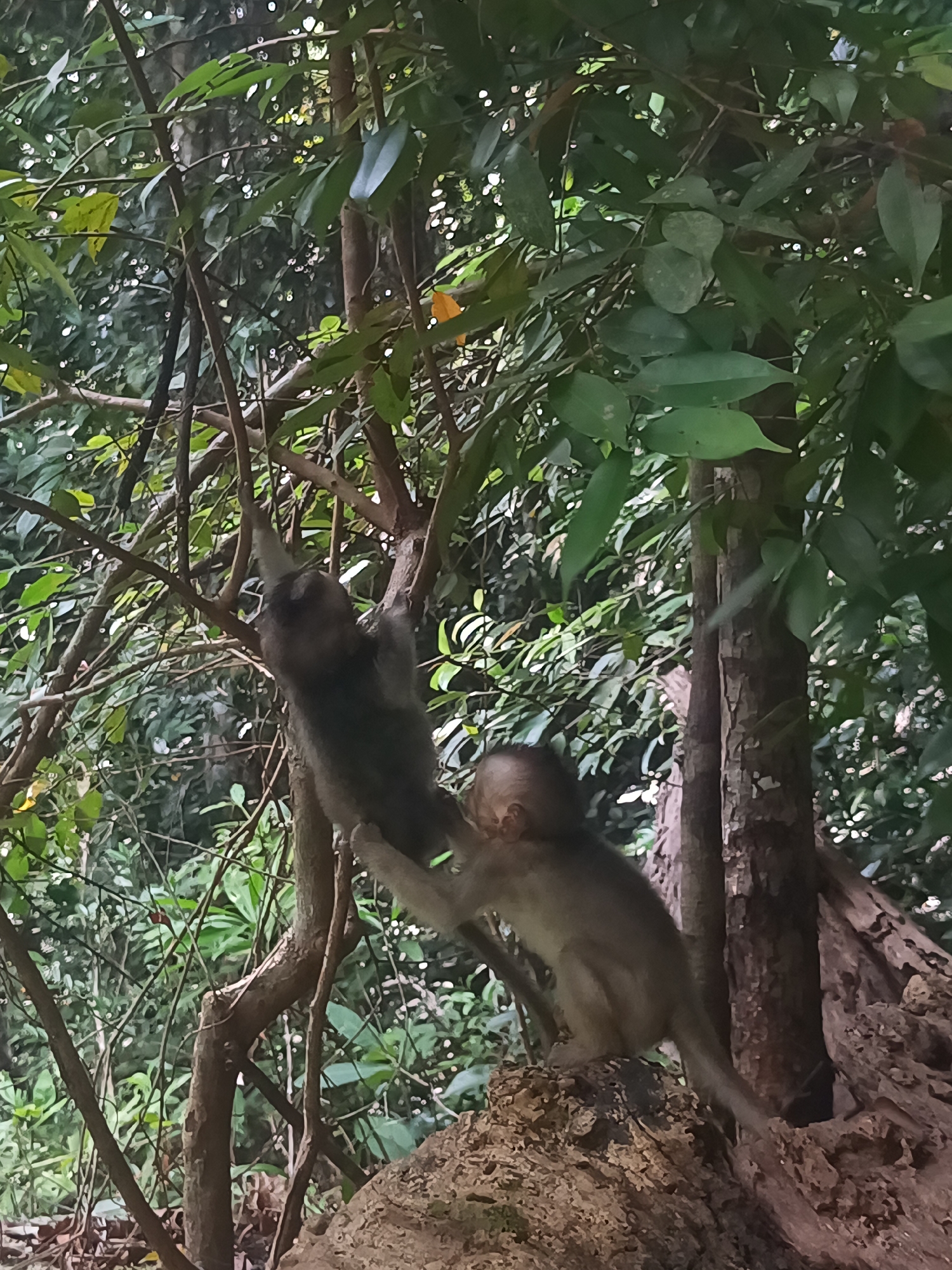 Two monkeys are in a wooded area of Baan Thong Nang, Thailand. One monkey hangs from a tree branch. The other monkey stands on a root or tree stump, and reaches for the hanging monkey. The environment consists of trees, branches and lush foliage.