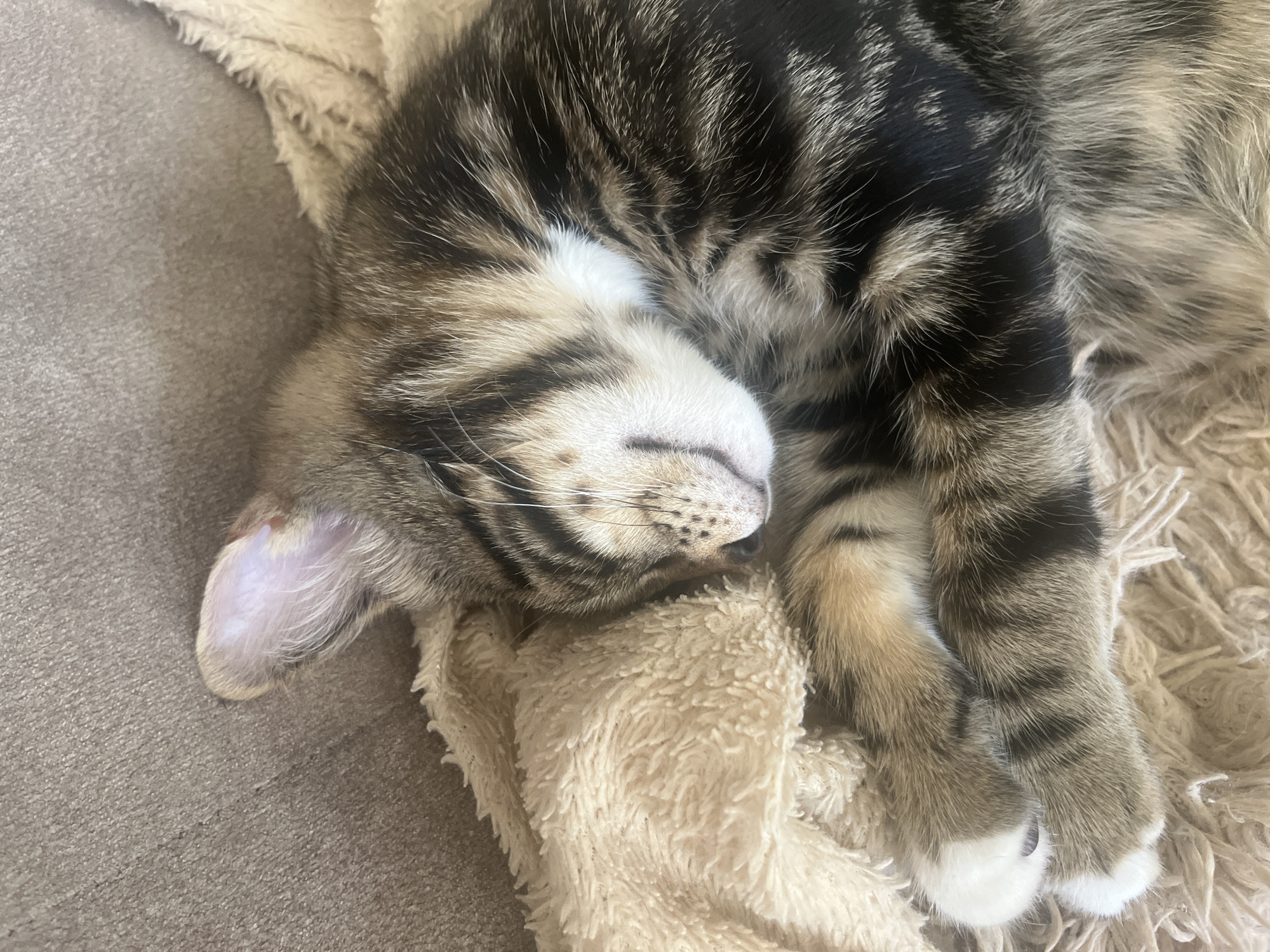 A close-up shot shows a tabby kitten curled up and sleeping on a beige, fluffy blanket. The kitten's fur displays a pattern of brown, black, and white stripes. Its eyes are closed, and its paws are tucked close to its body. One of the kitten's ears is visible, with pink inside. The background is a textured beige surface, likely a sofa.