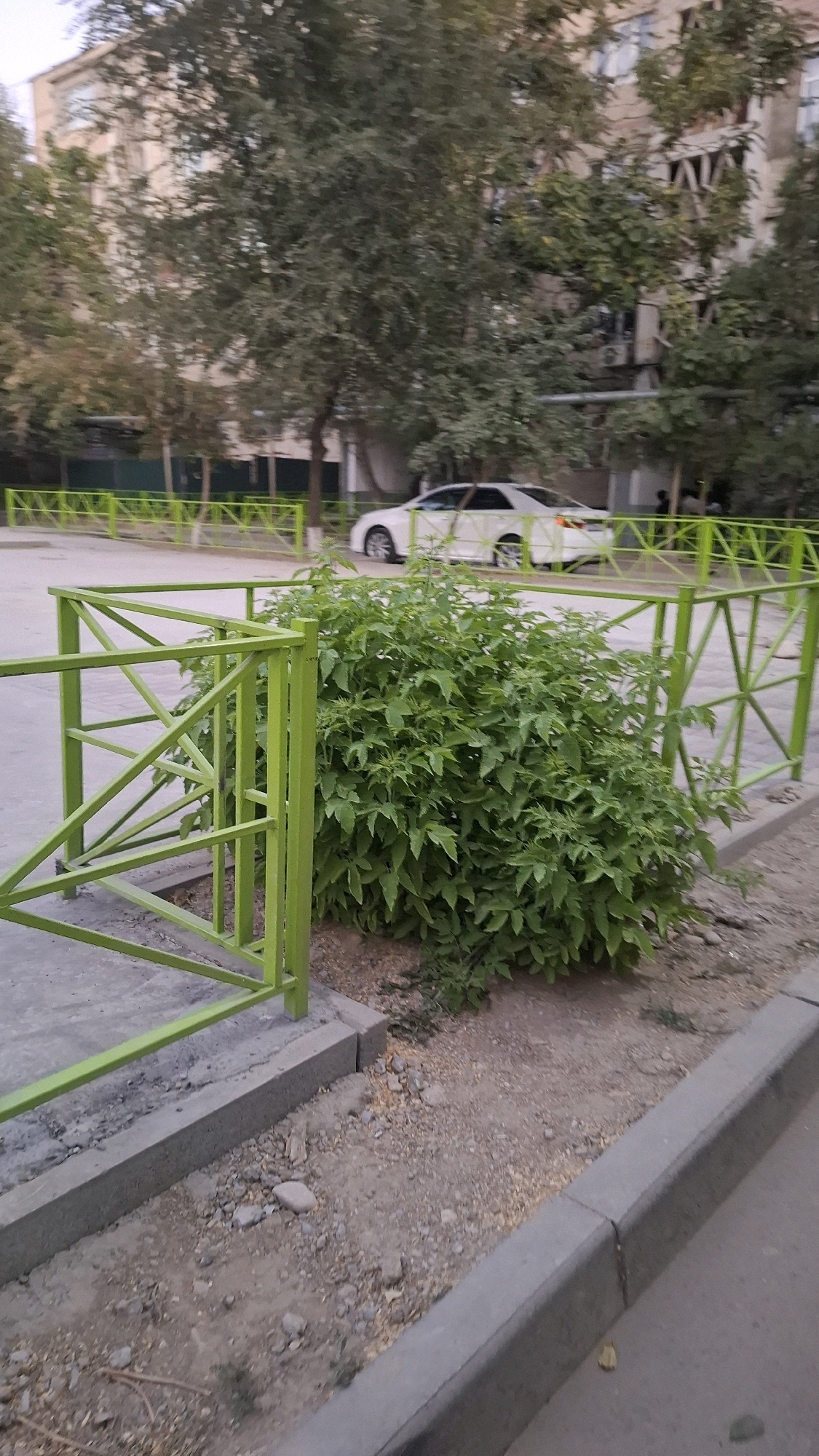 The image depicts an outdoor scene, likely in the city of Shymkent, Kazakhstan, featuring a residential building and a white car. In the foreground, a vibrant green metal fence with a geometric design encloses a dense, leafy green bush. The fence is situated along a concrete sidewalk and a gravelly area. Behind the bush and fence, a white sedan is parked. The background reveals a multi-story apartment building with windows and trees surrounding it. The lighting suggests it might be late afternoon or early evening. No people are clearly visible in the image.
