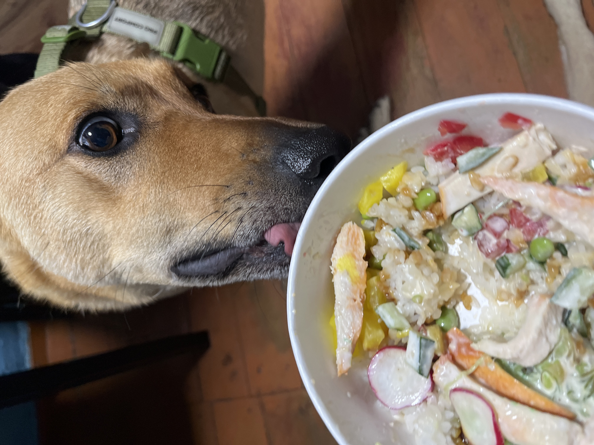 A medium shot captures a dog in profile, its muzzle and left eye prominently featured. The dog's fur is a light tan, and its eye is dark and expressive, looking towards the right of the frame. A pink tongue is partially visible, reaching out towards a bowl of food. The dog is wearing a green collar with a buckle. The bowl, positioned to the right, contains a colorful mix of ingredients, including rice, what appears to be imitation crab meat, radishes, cucumbers, and possibly peas and tomatoes, all coated in a creamy sauce. The setting appears to be indoors, with a wooden floor visible in the background. The lighting suggests it could be daytime. The overall impression is one of a dog eager to sample the food in the bowl.