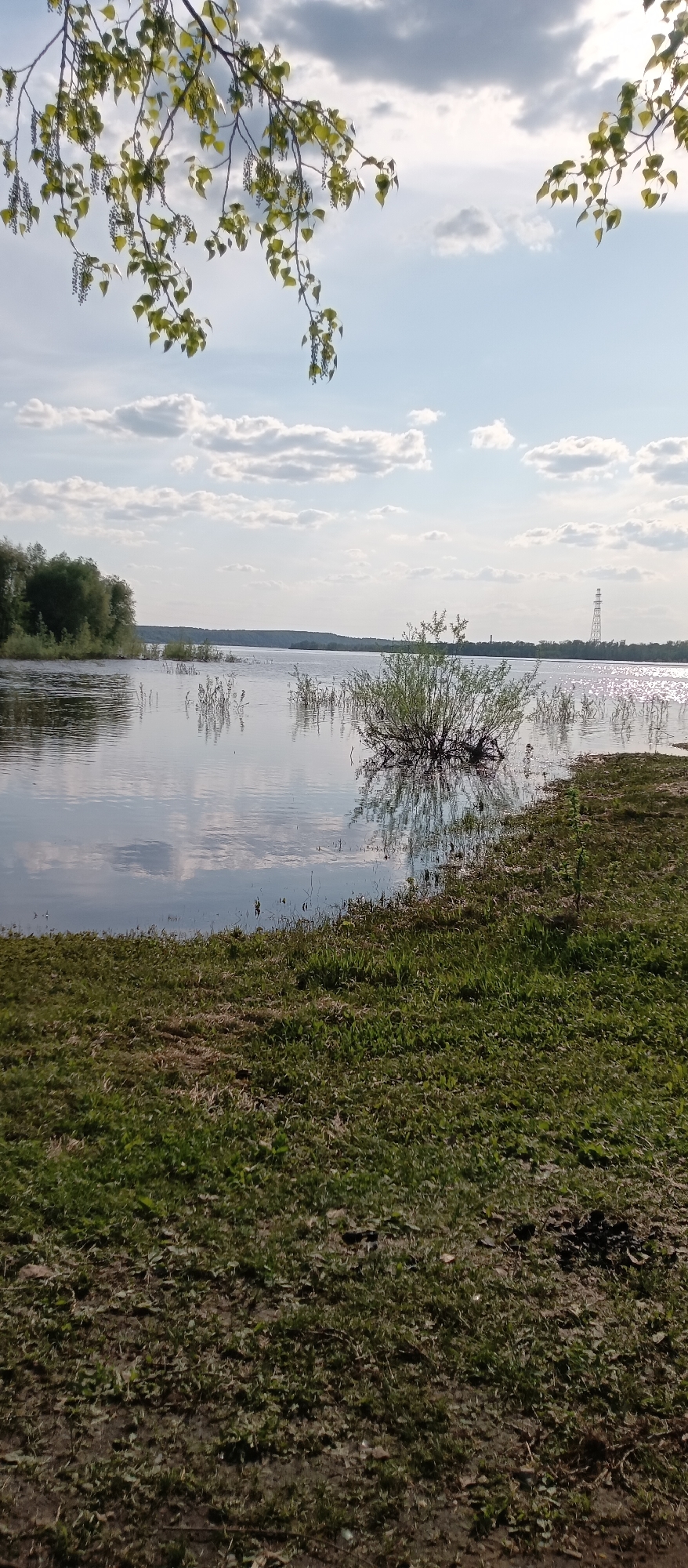The image depicts a landscape with a body of water, possibly a river or lake, filling much of the frame. The foreground is dominated by grassy terrain, transitioning from green to brown with patches of mud. A large shrub, partially submerged, sits near the water's edge. The water reflects the sky, which is filled with scattered clouds. In the background, a line of trees is visible on the opposite shore. A tall electrical transmission tower stands on the horizon. A tree branch with leaves hangs in the upper portion of the frame, framing the scene. The location is characterized by a flat landscape. The city is unknown.