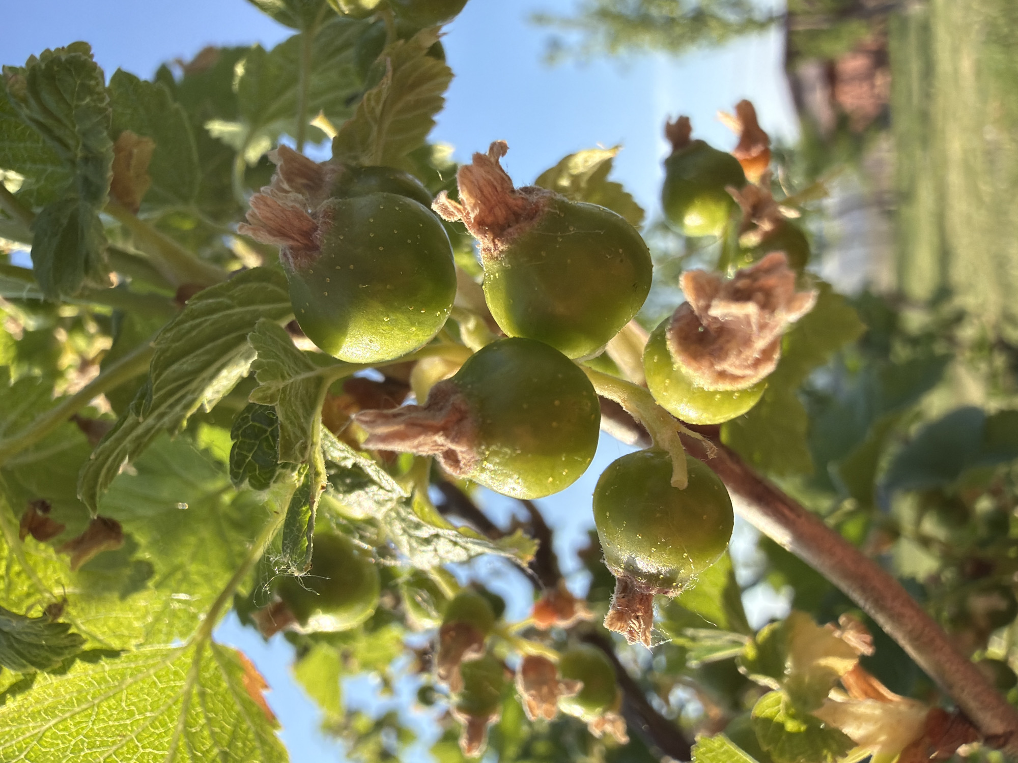 The image shows a cluster of unripe green berries on a branch with green leaves. The berries are small and round, with remnants of dried flower parts attached. The background includes a clear blue sky and blurry elements possibly indicating buildings. The location is given as Bolsheustyikinskoye, Russia, but there is no specific information in the image confirming this location, nor is there any information about people, actions, or interactions.