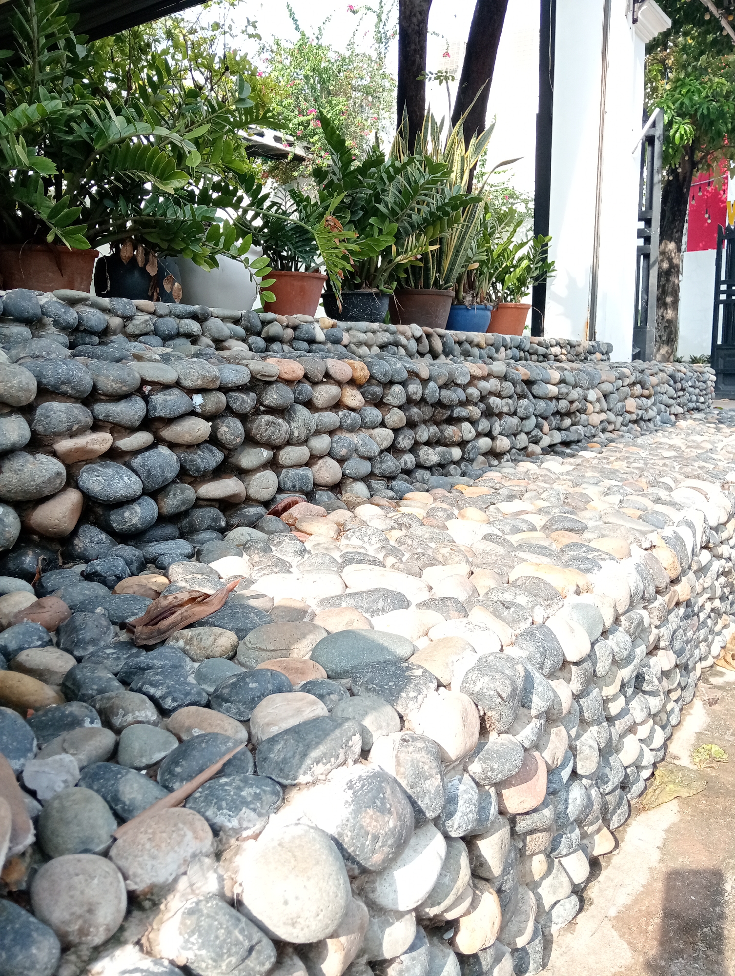 The image captures a vibrant outdoor scene, primarily featuring multiple tiers of decorative stone edging or low walls that function as planters. In the foreground, numerous rounded, smooth stones of varying sizes and natural hues—ranging from dark grey and black to lighter browns and whites—are loosely scattered on the ground. Some dry leaves and small pieces of natural debris are visible among these stones.
The central part of the image is dominated by precisely arranged, stacked river stones forming tiered borders or raised garden beds. These stone structures are well-defined, showing both illuminated surfaces and areas in shadow, highlighting their texture and depth.
Above these stone walls, a collection of potted plants thrives. The most prominent plants are ZZ plants (Zamioculcas zamiifolia) with their characteristic glossy, dark green leaves, alongside some Sansevieria (snake plants) recognizable by their upright, variegated foliage. The plant pots vary in color and material, including terracotta, black, white, and blue.
In the background, several tall, dark-trunked trees stand, providing a natural backdrop. Portions of a white architectural structure, possibly a building wall or column, are also visible. Beyond this, there are hints of lush green foliage and what appears to be pink flowering plants, possibly bougainvillea.
The scene is brightly lit by natural sunlight, indicating a clear, sunny day, likely during the late morning or early afternoon, as evidenced by the strong shadows cast on the stones and ground. No people are present, and there is no discernible activity or visible text in the image. The overall setting suggests a meticulously maintained garden or a landscaped area adjacent to a building.