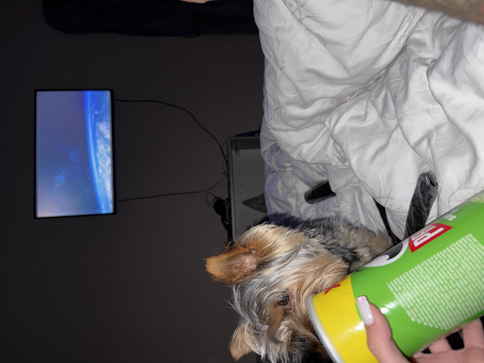 A close-up, indoor shot shows a Yorkshire terrier seemingly resting next to a partly visible bed with white patterned sheets. A hand holds a can of Pringles potato chips with a green label in front of the dog's face. In the background, a wall-mounted television displays an image of a planet or space scene. The location is not identifiable as Varna, Bulgaria from the provided visual information.