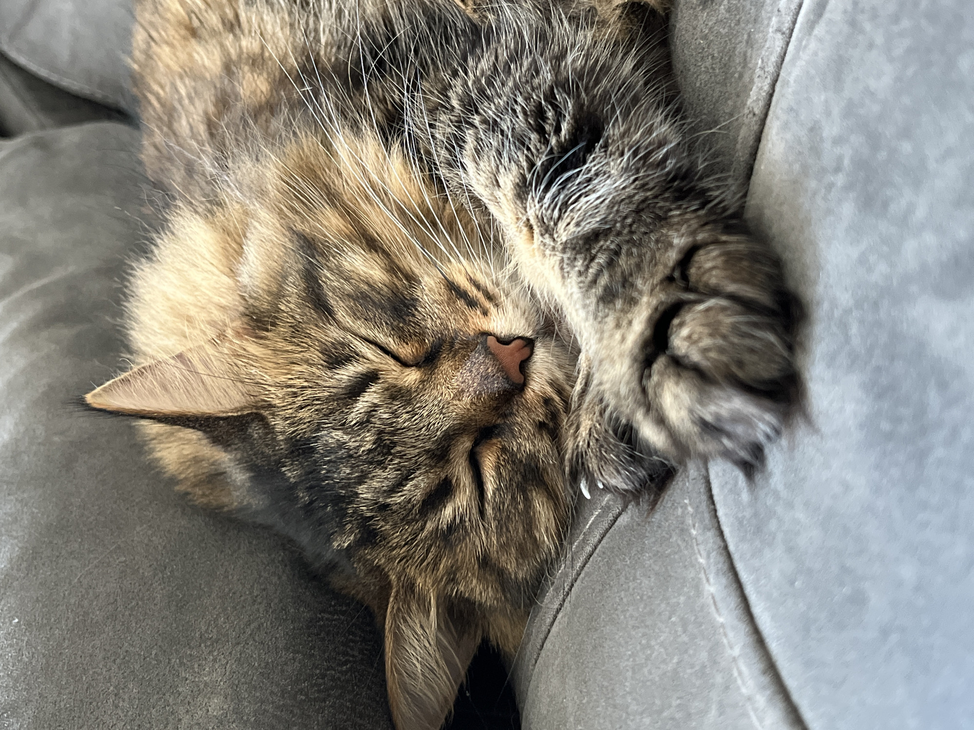 A close-up, eye-level, vertical shot captures a tabby cat sleeping on a gray couch. The cat is curled up with its eyes closed, head resting on its paws. Its fur is a mix of brown, black, and tan stripes, with prominent white whiskers. The cat's pink nose is visible, as are its sharp, white claws extended slightly. The couch fabric appears soft and textured. The background is blurred, focusing attention on the sleeping feline. The lighting suggests a natural, indoor setting.
