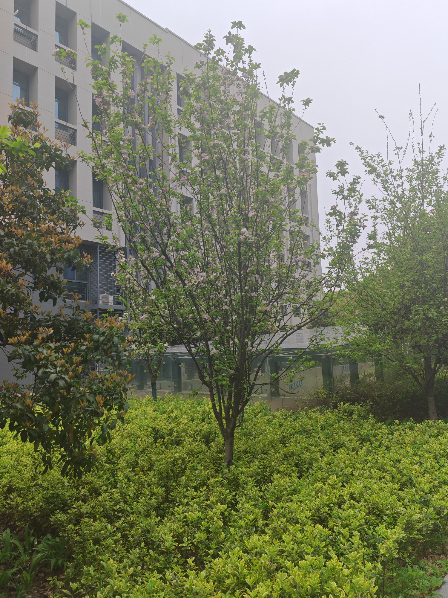 The image shows a park-like area adjacent to a multi-story building in Jiangning District, China. The building has a light gray facade with multiple windows. In the foreground, a dense expanse of low-lying green shrubbery covers the ground. Several trees of varying sizes are planted within the shrubbery. The central tree is flowering with small, pale pink blossoms. The sky is overcast, creating a diffused, soft light across the scene.