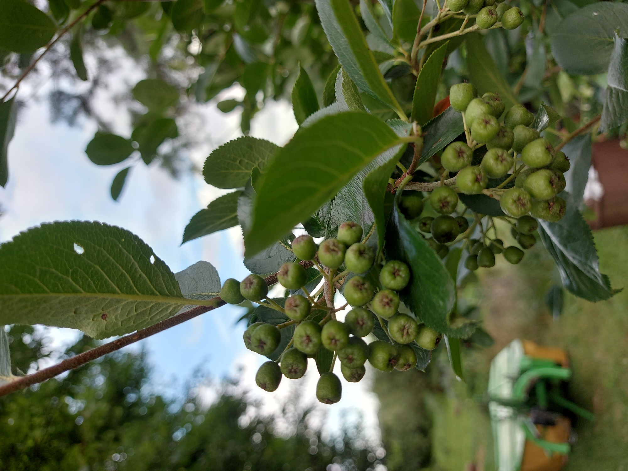 A close-up, low-angle, full outdoor shot features a cluster of unripe green berries growing on a branch of a tree. The berries are small and round with a slightly flattened appearance, and a visible red-brown calyx at the top. They are attached to thin, brown stems that sprout from the main branch. The branch itself is brown and slightly fuzzy. Lush green leaves with visible veins and serrated edges surround the berries. In the background, out of focus, are more green foliage, a blurry sky with white clouds, and hints of a yellow and green object, possibly gardening equipment, on a grassy area. The overall lighting is natural and subdued. The location is Unknown, Unknown.