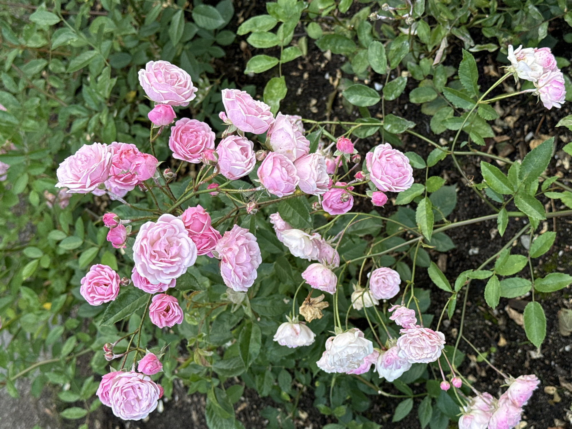 The image shows a close-up view of a cluster of pink roses blooming on a bush. The roses vary in their stage of bloom, with some fully open and others still as buds. The bush has green leaves and stems, and the ground beneath appears to be soil with some scattered mulch. The lighting suggests it is daytime. The image does not contain any people or actions. There is no identifiable information within the image to suggest a specific location in Tallinn, Estonia.