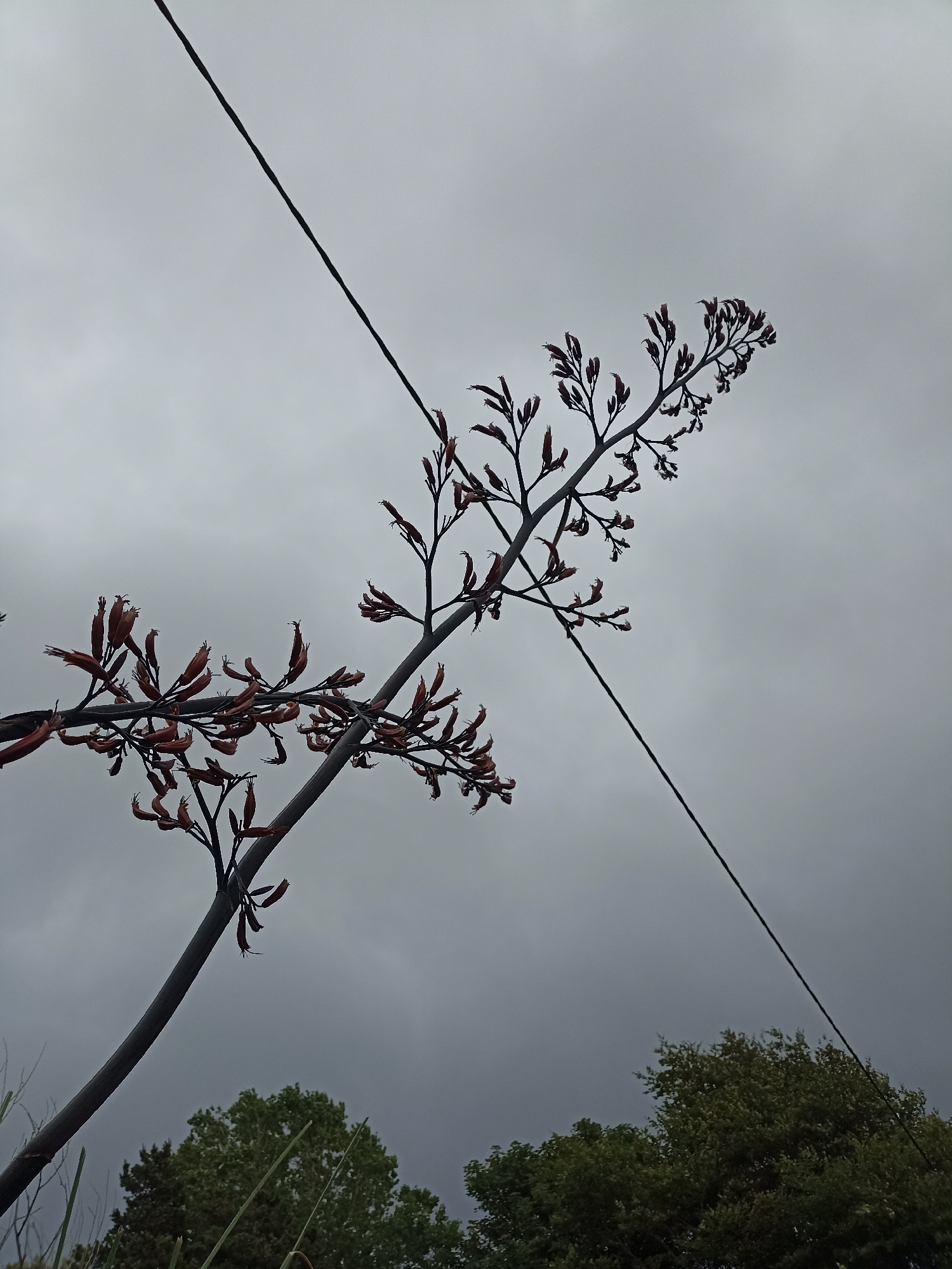 A low-angle, full-frame shot captures a stark, cloudy sky dominating the upper portion of the image. A thin, dark wire diagonally bisects the sky from the upper left to the lower right. Silhouetted against the overcast sky, a thin, dark branch from a flax plant extends from the lower left and curves upwards, its bare, reddish-brown seed pods clustered at the ends. The plant's structure creates a delicate, skeletal contrast with the heavy sky. In the lower portion of the frame, the tops of lush green trees are visible, suggesting a natural environment beneath the dramatic sky. The scene is devoid of people and any immediate action, offering a still, atmospheric view. The provided location is Annagry, Ireland.