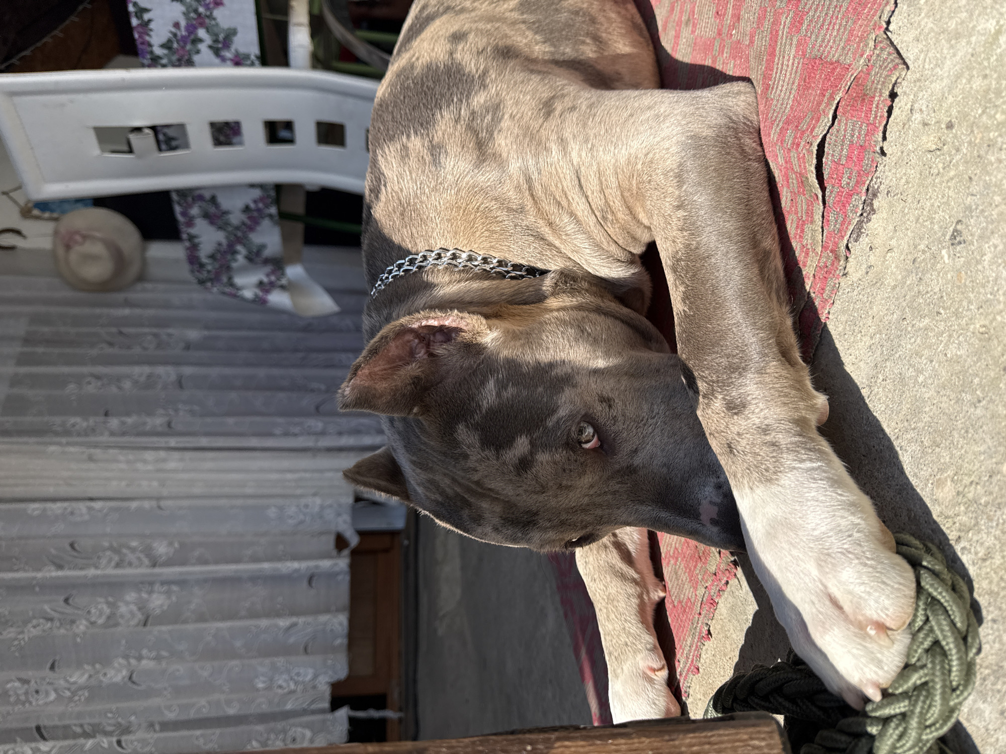 A brindle-patterned dog wearing a silver chain collar is lying on a red and tan patterned rug on a concrete surface. The dog is primarily light gray with darker gray markings. It's paws are white. The dog is resting its front paws on a braided green and black rope. In the background, there's a white chair with a floral-patterned cushion and a white sun hat on gray stairs. The location is Generalovo, Bulgaria.