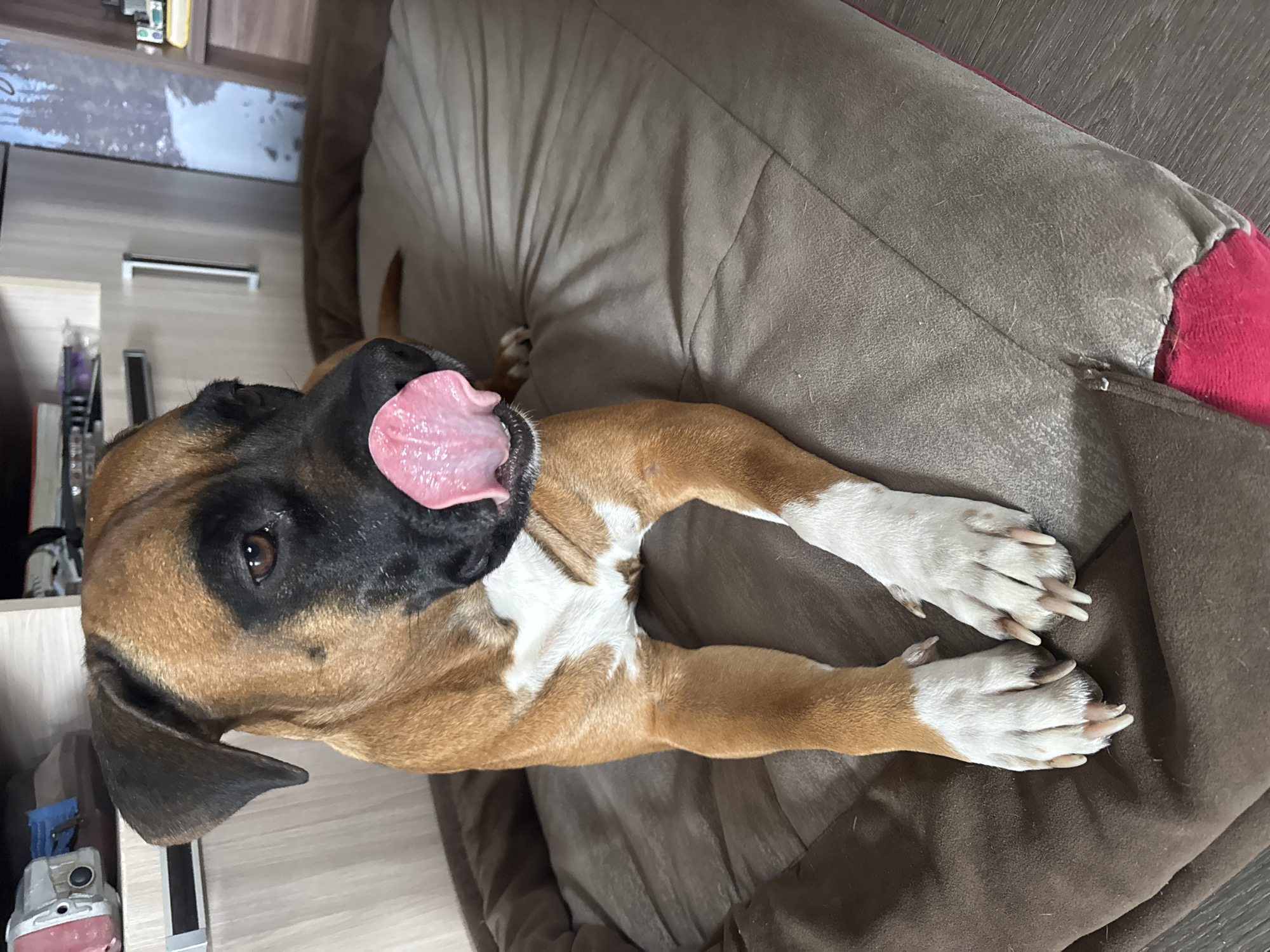 A tan and white Boxer dog is lying on a brown and gray dog bed with a red patch. The dog's tongue is hanging out of its mouth. A light-colored wooden floor is visible. A wooden cabinet or shelf unit is to the left of the dog bed. The location is unknown and is not visible in the photo.