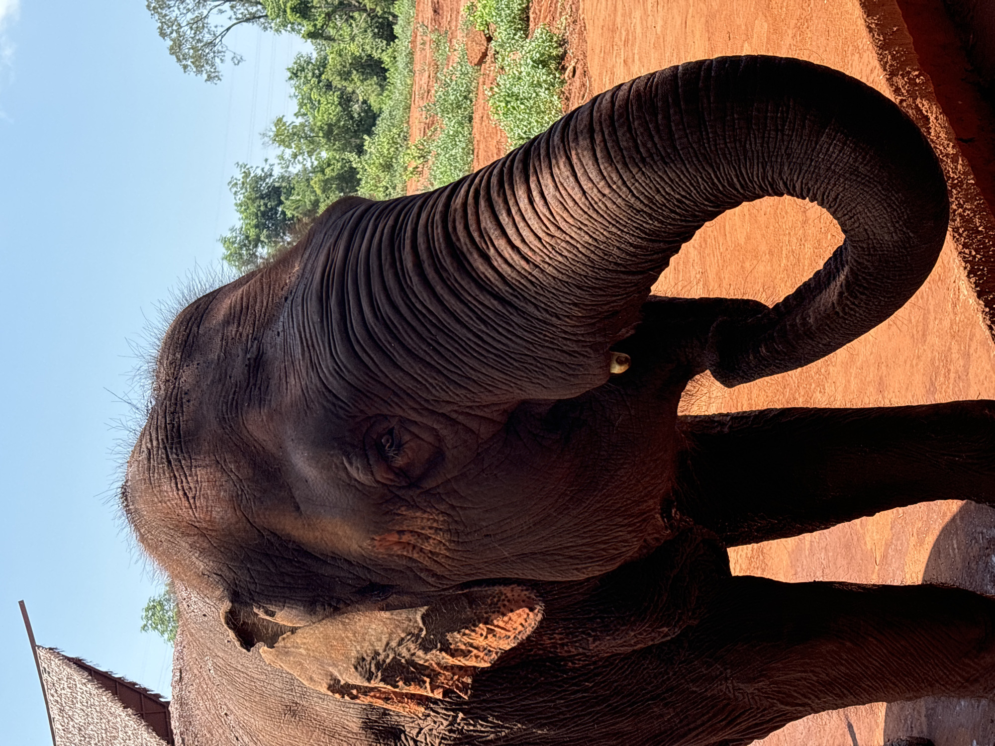 A close-up, eye-level shot captures the head and trunk of a large, dark-skinned elephant. The elephant's skin is deeply wrinkled, with visible folds and creases, particularly around its trunk and forehead. The animal's right ear is prominent, with some orange-tinted skin visible inside. Its eye is open, and a portion of a tusk is visible near its mouth, which is partially obscured by its trunk. The elephant's trunk curls downwards, with its tip resting near the ground.
The background consists of a reddish-orange dirt ground, sparsely covered with green vegetation. In the far distance, lush green trees form a dense line against a bright blue sky with scattered white clouds. To the upper left, a thatched-roof structure is partially visible, suggesting an outdoor enclosure or shelter. The lighting indicates it is daytime, with sunlight casting shadows and highlighting the texture of the elephant's skin. The scene appears to be an outdoor sanctuary or a wildlife park. The image does not contain any elements that indicate the specific location within Xiuying District, China.