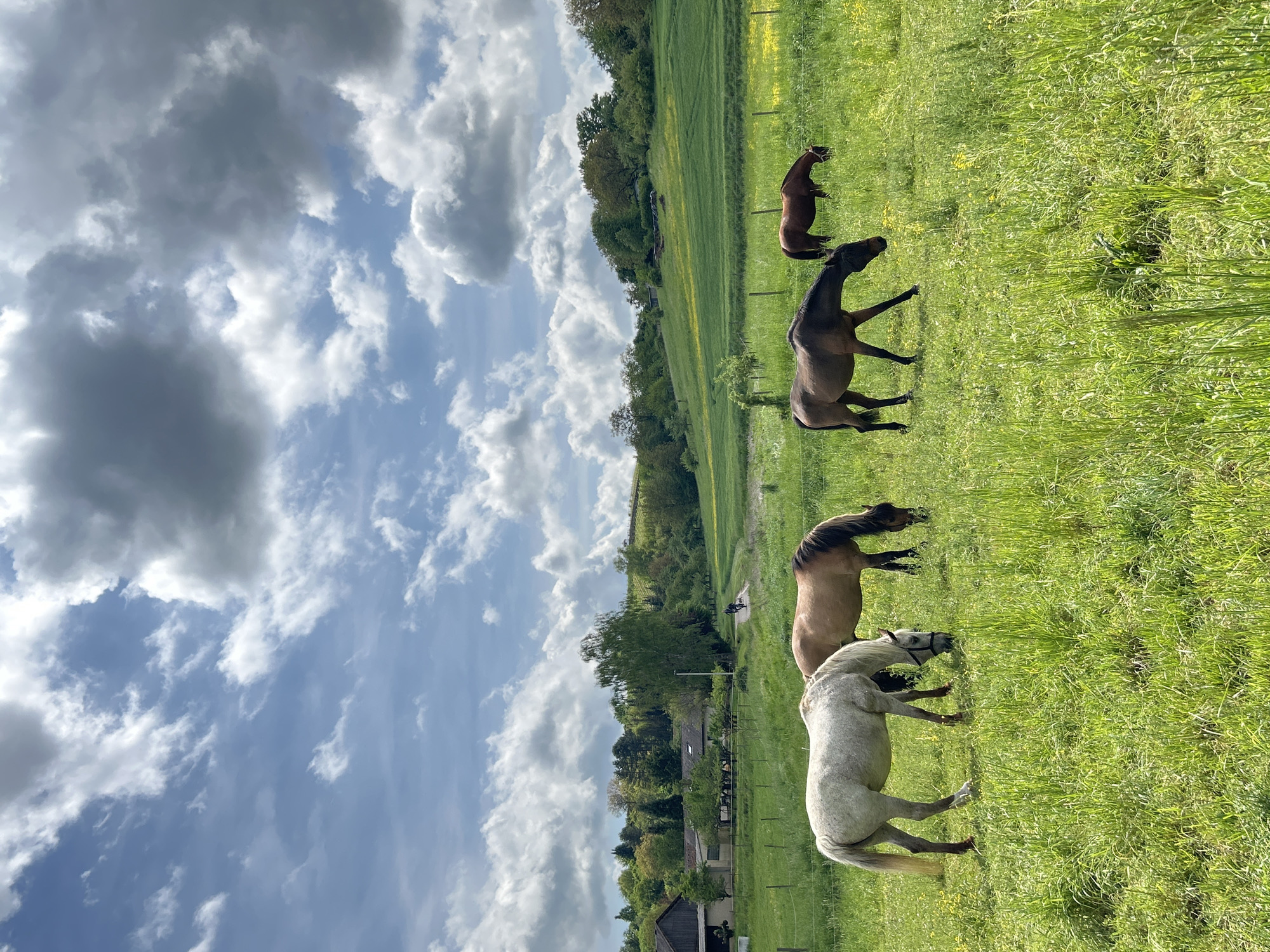 The image depicts a grassy field in Flein, Germany, where four horses are grazing. From the lower-right, a white horse is closest, followed by a tan horse. Further into the field, a brown horse stands near the center, and a darker brown horse is at the top of the field. The background shows trees and buildings, and the sky is filled with white clouds.