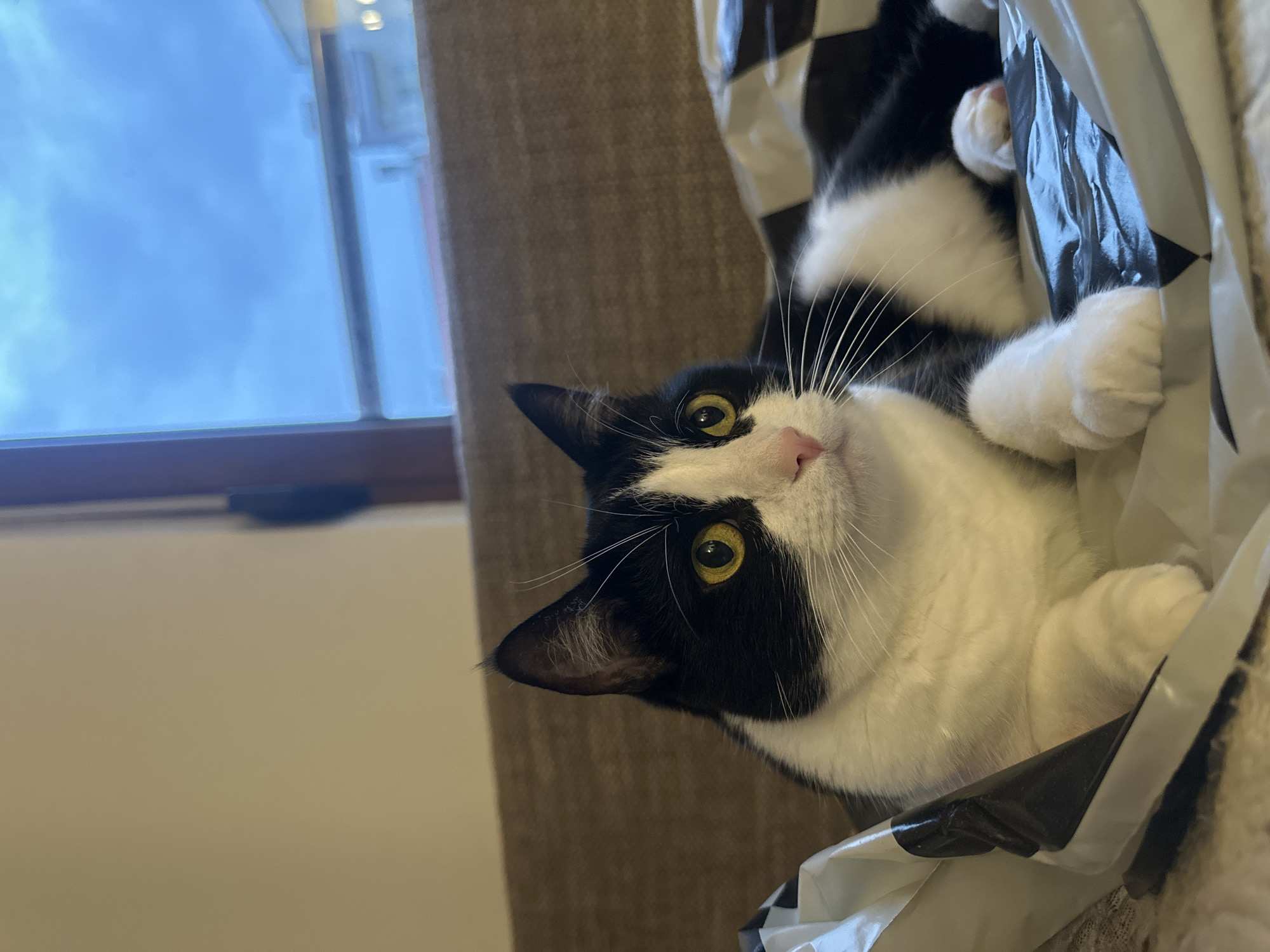 A black and white cat is the focal point of the image, appearing to be inside a black and white patterned plastic bag. The cat has yellow eyes and a pink nose. The cat's paws are visible within the bag. In the background to the left, there is a window showing an overcast sky. A beige-colored curtain or wall is also visible. The exact location in Budva, Montenegro cannot be determined from this image.