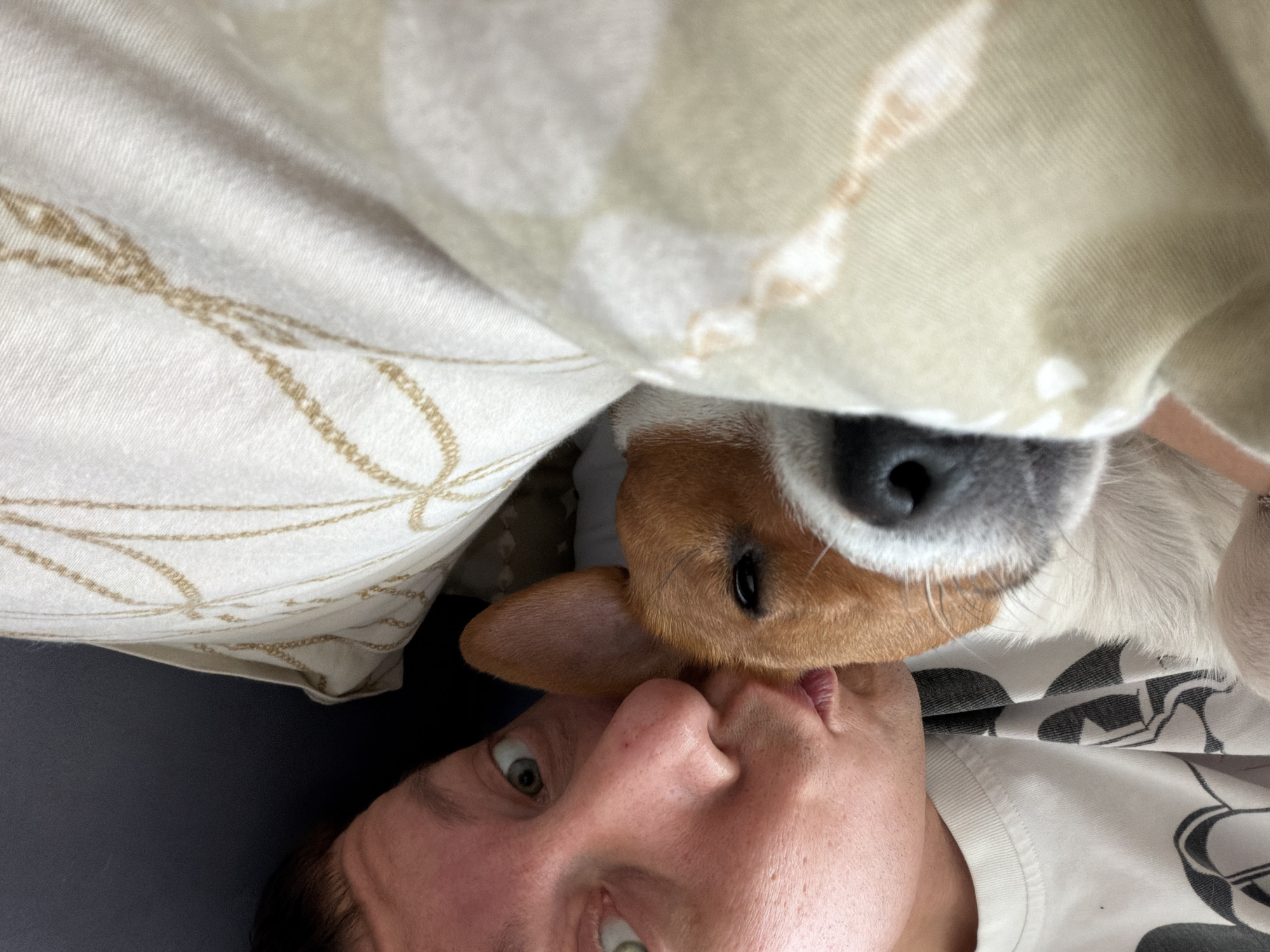 The image shows a close-up of a person lying in bed with a dog. The person is wearing a white t-shirt with a black graphic print. Their face is close to the dog's face, and they appear to be kissing the dog's head. The dog is a Jack Russell Terrier with white and brown fur. It is lying down, with its head resting on a pillow. The pillow is white with a gold chain-like pattern. The background is a dark blue surface, possibly a wall or headboard. The scene appears to be indoors, in a domestic setting. There is no discernible information to place this image in Moscow, Russia.
