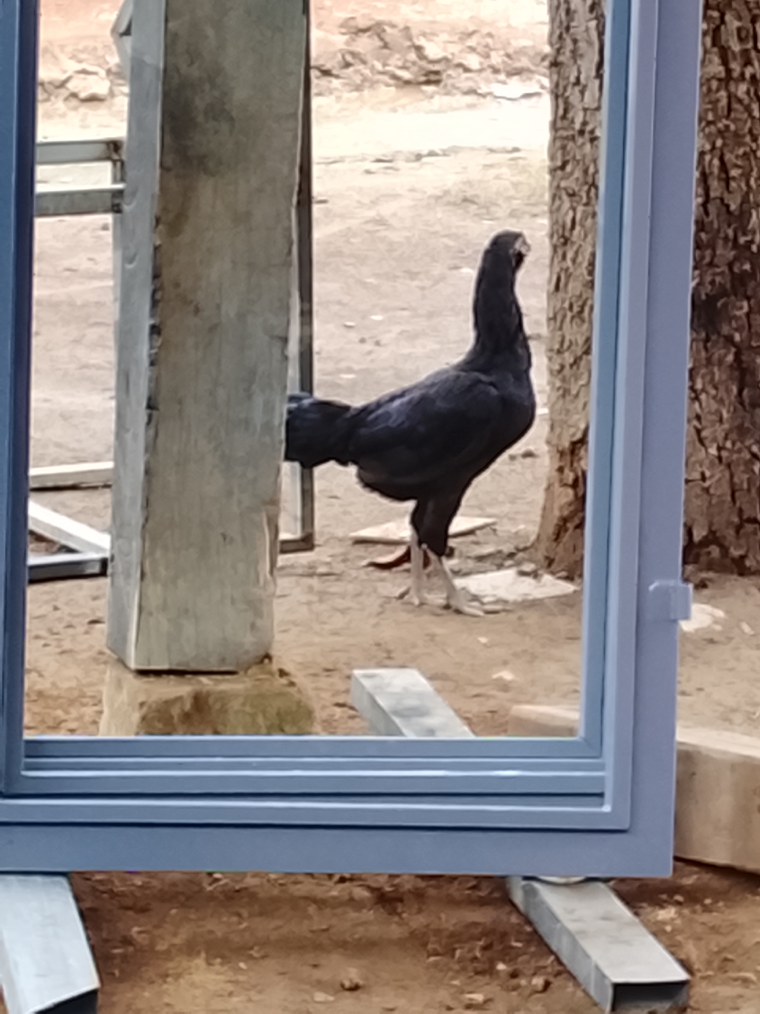 In Mee, Indonesia, a black rooster stands on sandy ground, facing right. The rooster is mostly visible, with its head turned slightly. Behind it, a tree trunk is visible, its bark textured. A large, grey concrete pillar stands to the left of the rooster, with metal framing behind it. In the foreground, a light blue window frame is in view, partially obscuring the scene. The ground is a mix of sand and dirt, with some debris scattered around. The image appears to be taken outdoors.