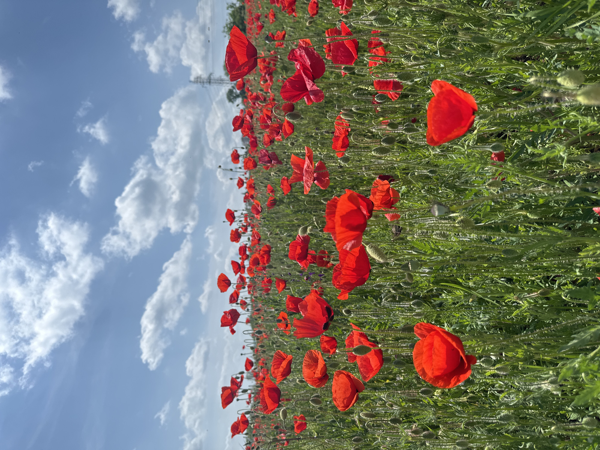 A vertical shot of a field of red poppies with a blue sky and puffy white clouds in the background. A power line is visible in the distance. The location is likely near Stara Zagora, Bulgaria.
