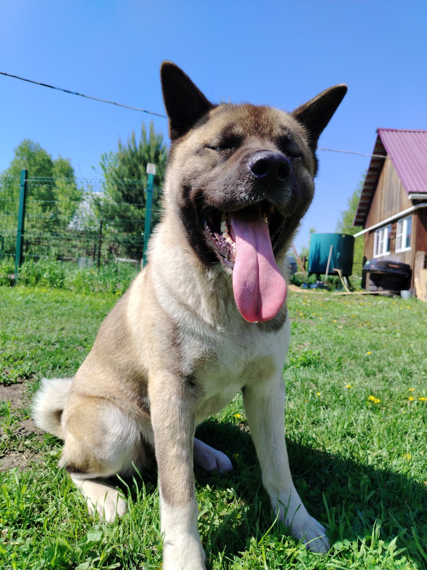 The image depicts a medium-to-large breed dog, characterized by a brindle and fawn-white coat, seated on green grass under a clear blue sky. The dog is positioned slightly left of center, facing the viewer with its eyes squinted or closed and its mouth open wide, revealing an extended pink tongue consistent with panting.
The foreground and midground consist of lush green grass interspersed with scattered yellow dandelions. In the background on the left, a green metal mesh fence delineates a boundary, behind which a dense line of trees, including both deciduous and coniferous types, is visible. A thin black cable extends horizontally across the upper left portion of the sky. On the right side of the background, a rustic wooden house with a dark red corrugated metal roof is present, featuring white-framed windows. Further behind the house, a large, dark green cylindrical tank and a dark, possibly metallic, object are situated. The scene is illuminated by direct sunlight, casting distinct shadows on the grass. This scene is located in Рассвет, Russia.
