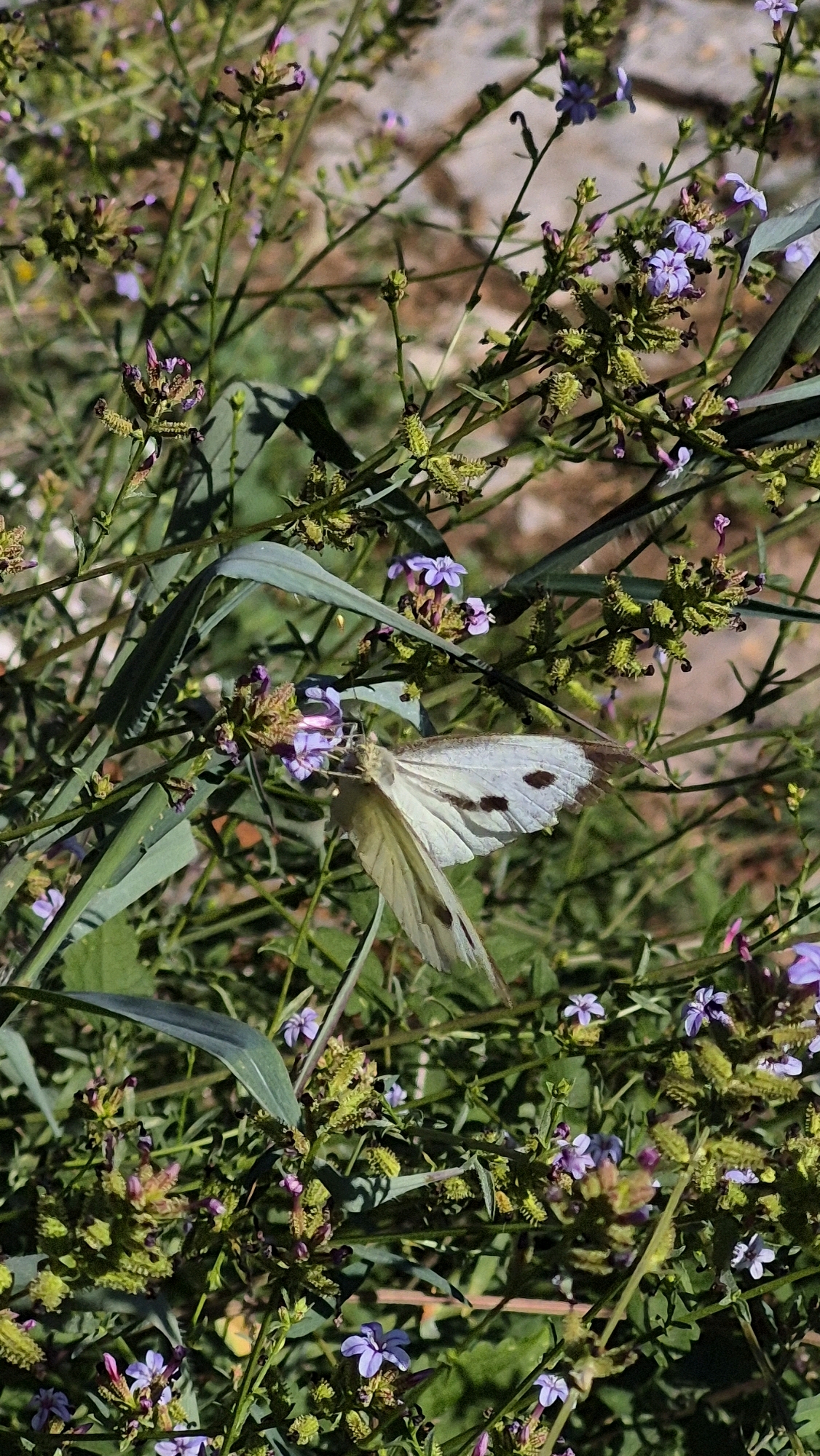 An overhead, close-up, eye-level, vertical shot captures a white butterfly with black spots on its wings, perched on purple flowers and green thorny stems. The butterfly's wings are partially open, revealing the underside of its wings, which are a pale yellow. The background is a blur of green foliage and brown earth, suggesting a natural outdoor setting. The lighting is bright, with sunlight illuminating the scene. The image is sharp and in focus on the butterfly and the immediate surroundings. The location of this scene is Unknown, Unknown.